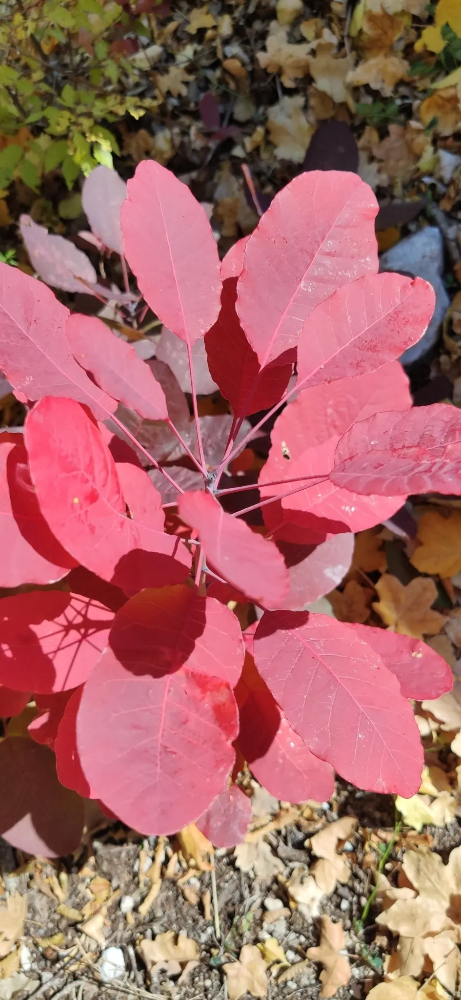 Smoke Bush (Cotinus Coggygria) — Thrives in well-drained soil and full sun to partial shade