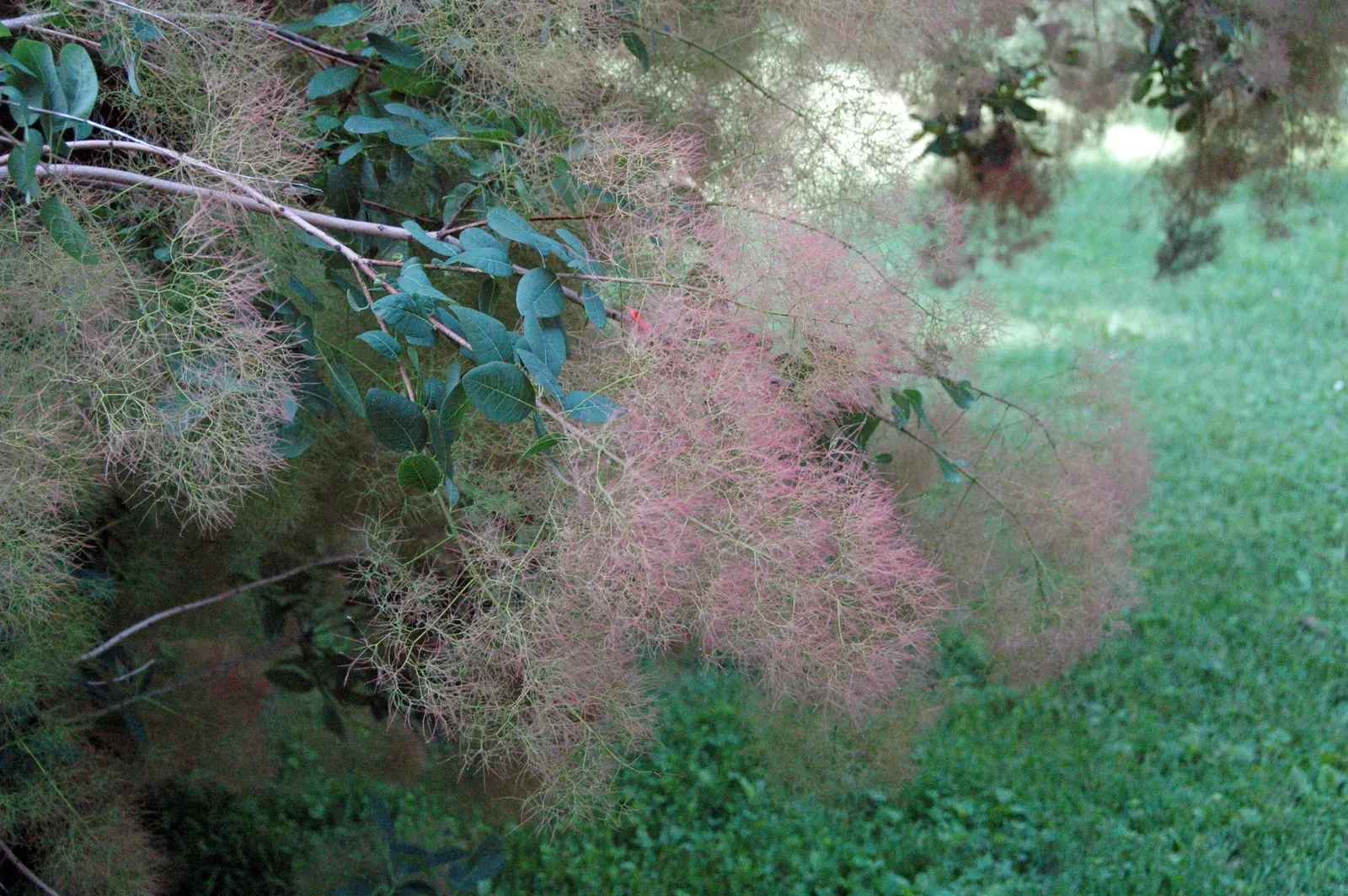 Smoke Bush (Cotinus Coggygria) — it creates a stunning focal point; thrives in well-drained soil and full sun to partial shade, image 135