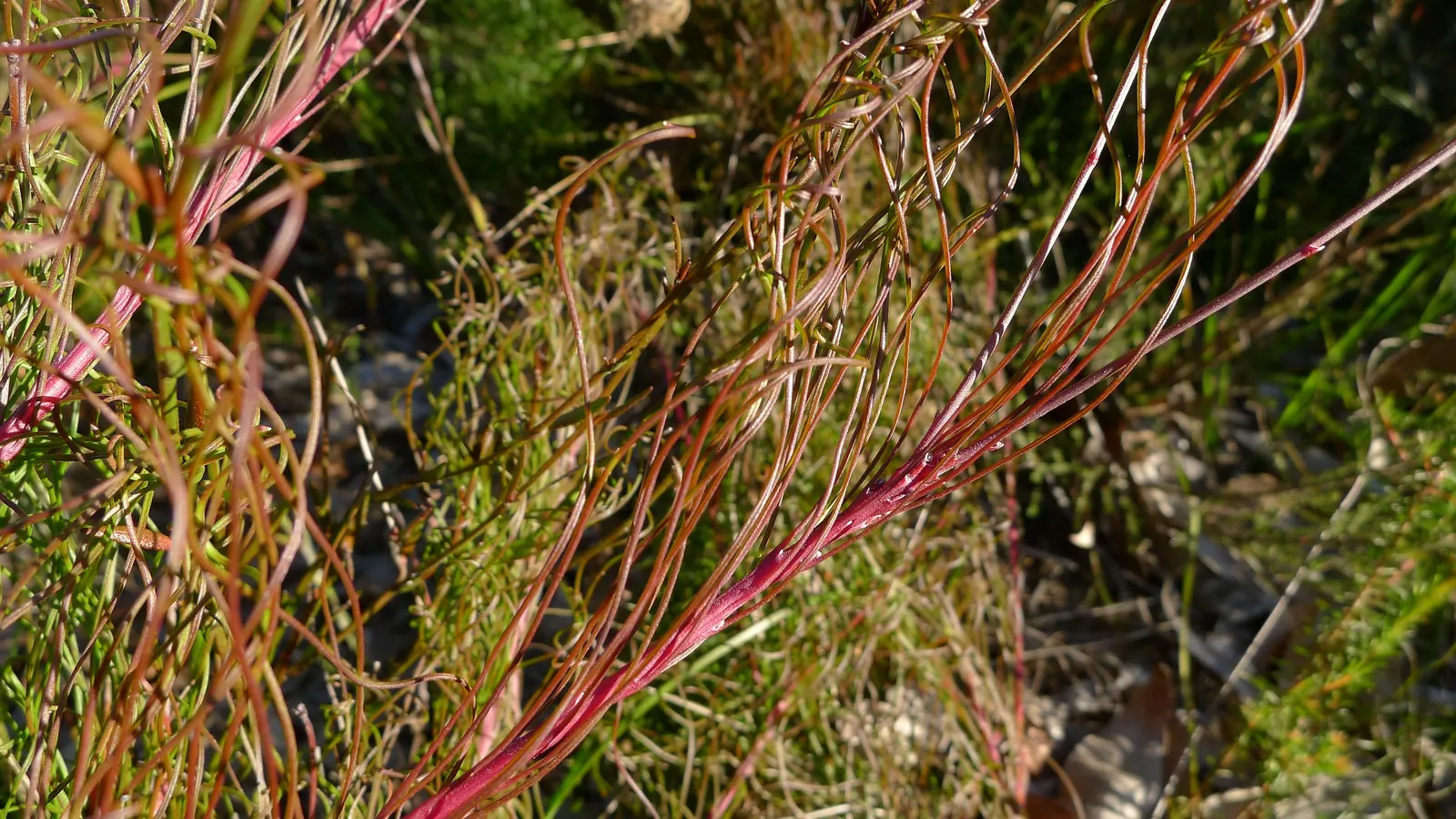 Smoke Bush (Cotinus Coggygria) — Minimal pruning necessary; tolerates drought once established; as well as to promote vigorous new growth which, image 59