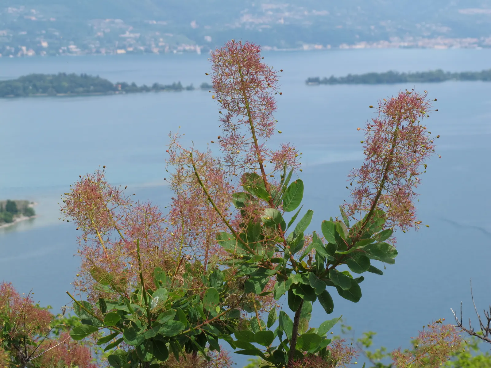 Smoke Bush (Cotinus Coggygria) — Thrives in well-drained soil and full sun to partial shade; the leaves of the Cotinus coggygria emerge in a rich, image 58