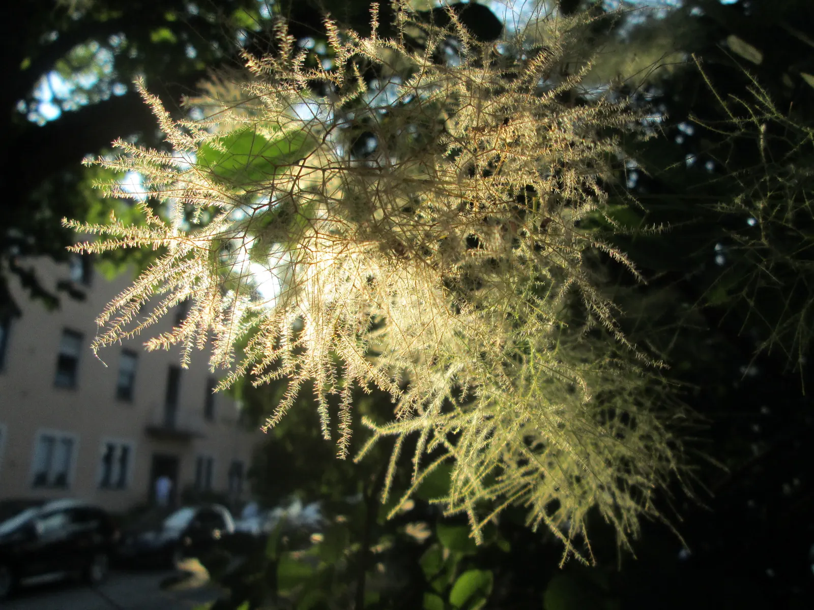 Smoke Bush (Cotinus Coggygria) — These feathery blooms are composed of numerous tiny flowers; reaching 10-15 feet in height and width