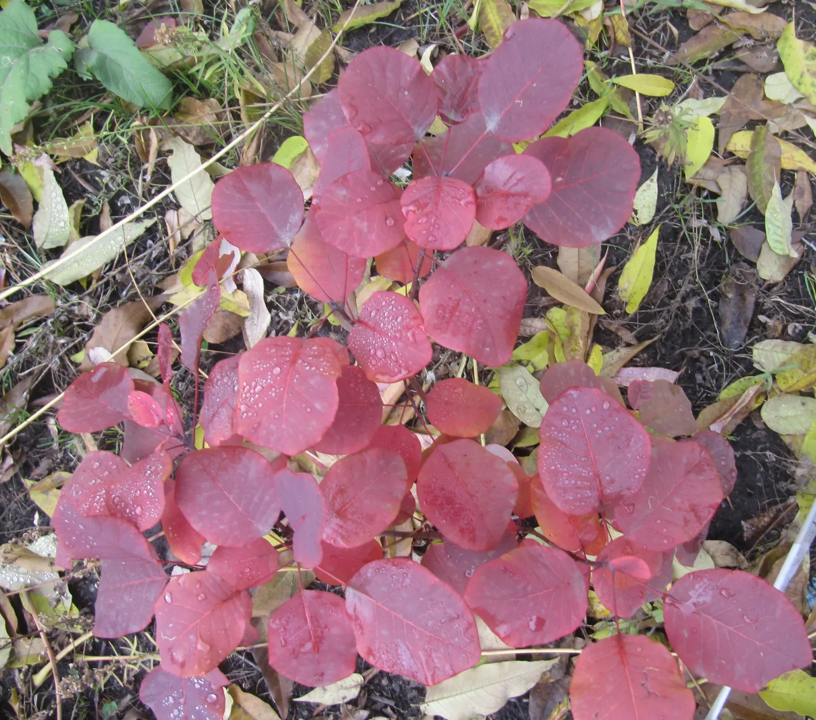 Smoke Bush (Cotinus Coggygria) — cloud-like plumes and vibrant foliage; or purplish-red in the fall, image 62