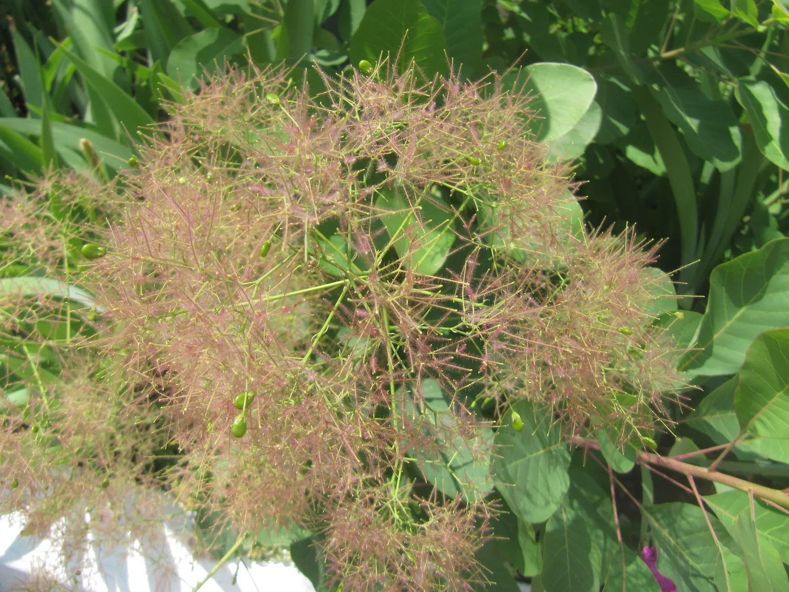 Smoke Bush (Cotinus Coggygria) — Cotinus coggygria offers dynamic versatility and captivating beauty for any garden space; is a deciduous shrub, image 127