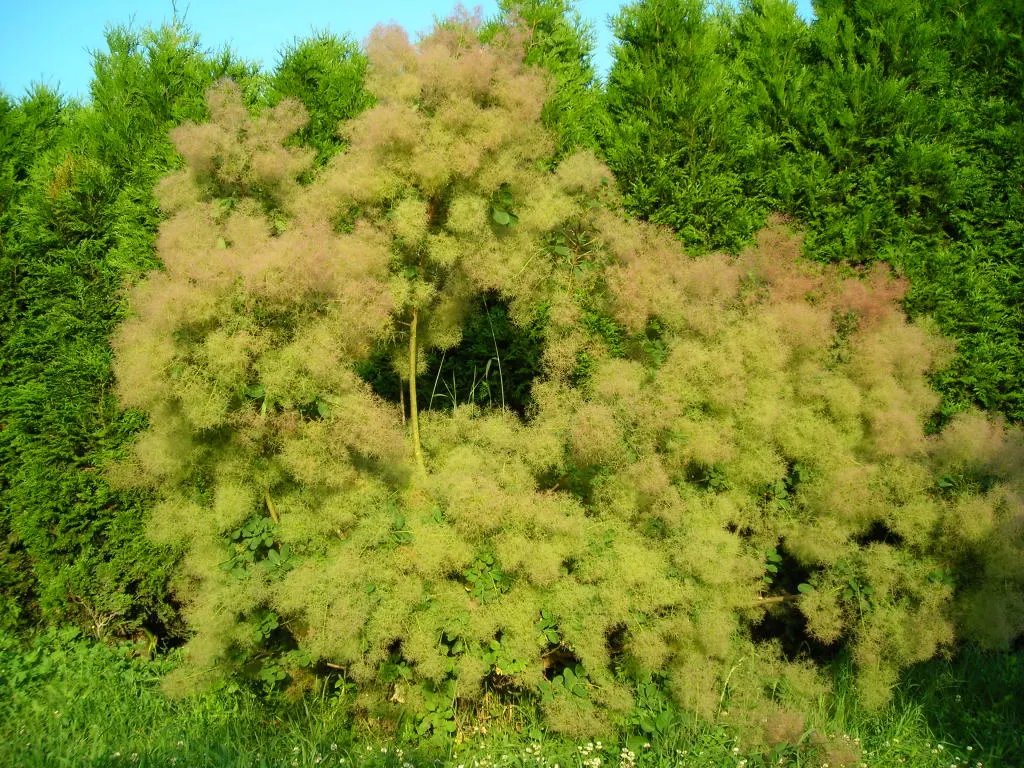 Smoke Bush (Cotinus Coggygria) — Notable for its purplish-pink smoke-like flower plumes and reddish-purple foliage; shrub / tree with green and, image 82