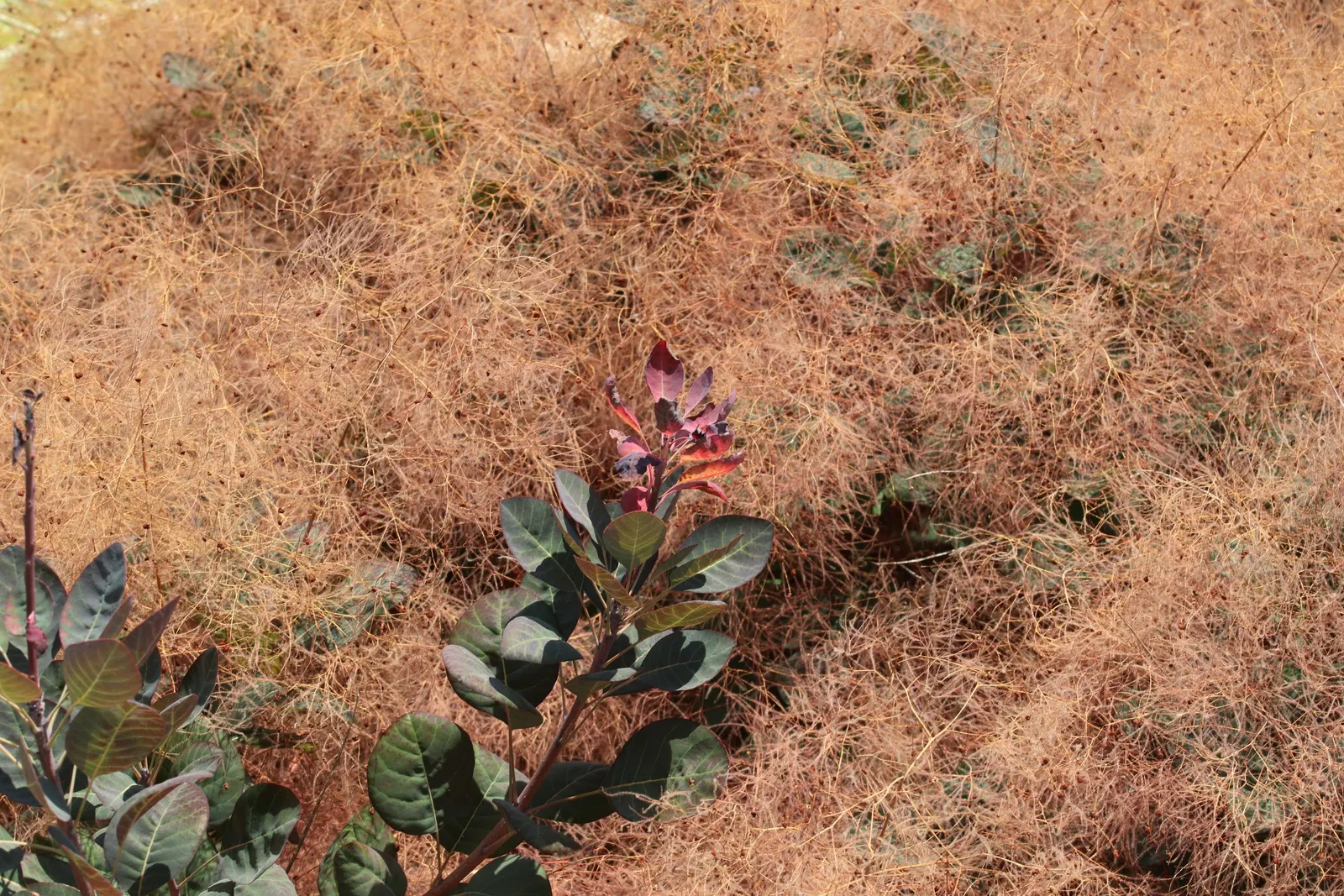 Smoke Bush (Cotinus Coggygria) — shrub / tree with green and pink and purple blooms