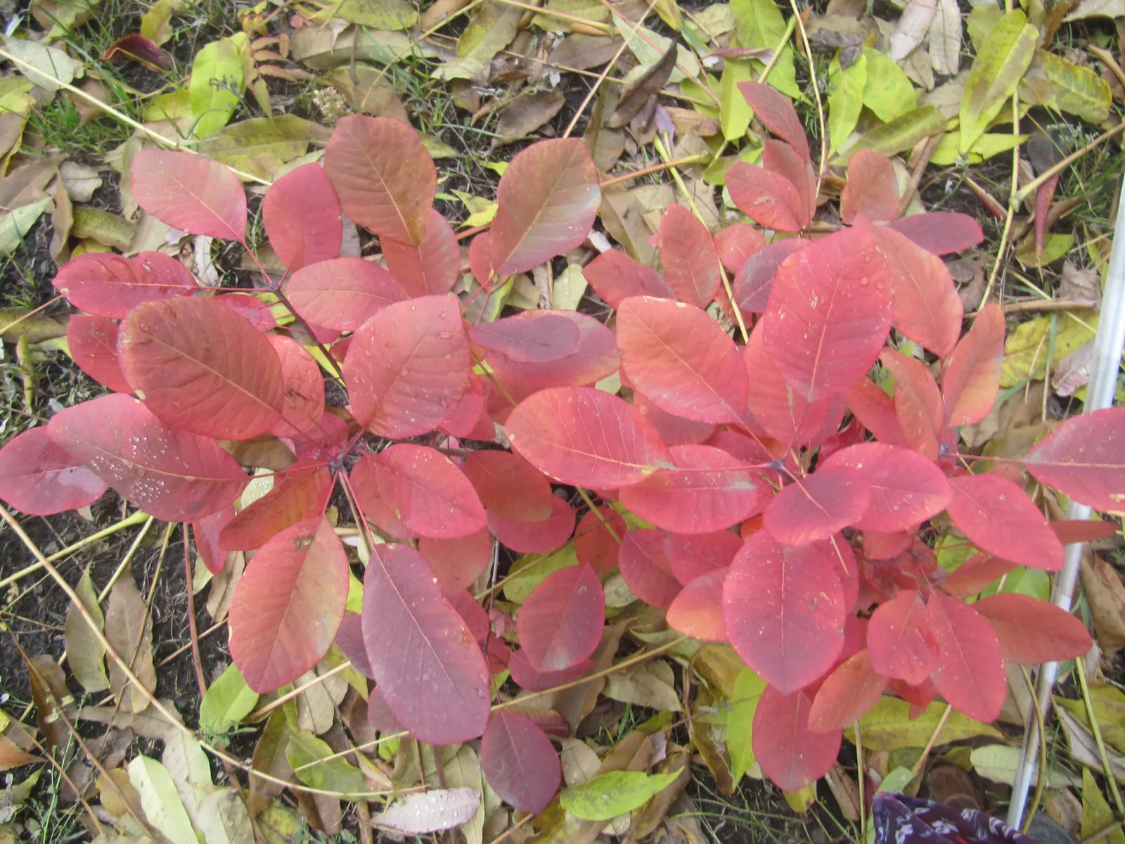 Smoke Bush (Cotinus Coggygria) — Cotinus coggygria offers dynamic versatility and captivating beauty for any garden space; is a deciduous shrub with a rounded