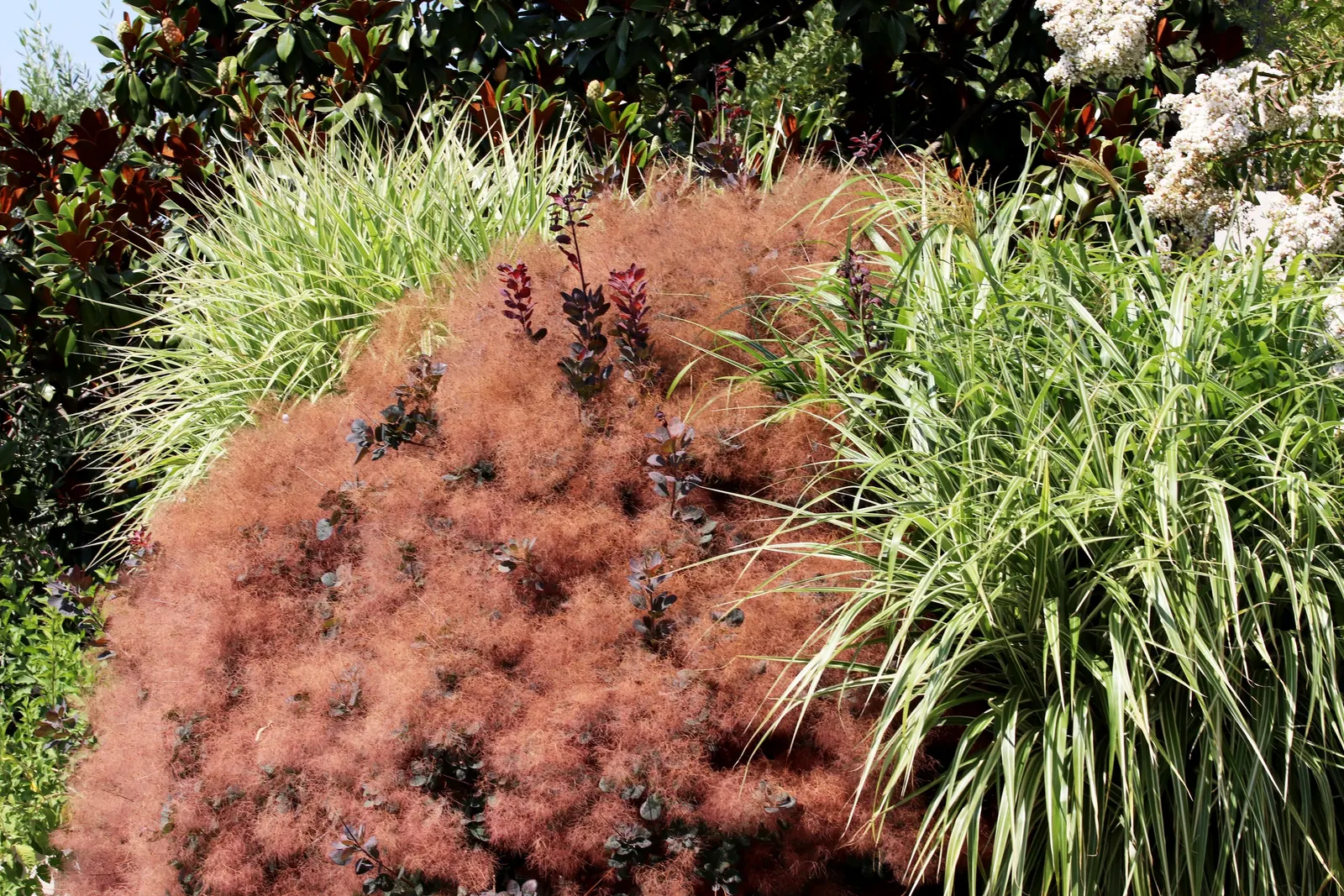 Smoke Bush (Cotinus Coggygria) — These feathery blooms are composed of numerous tiny flowers; reaching 10-15 feet in height and width, image 116