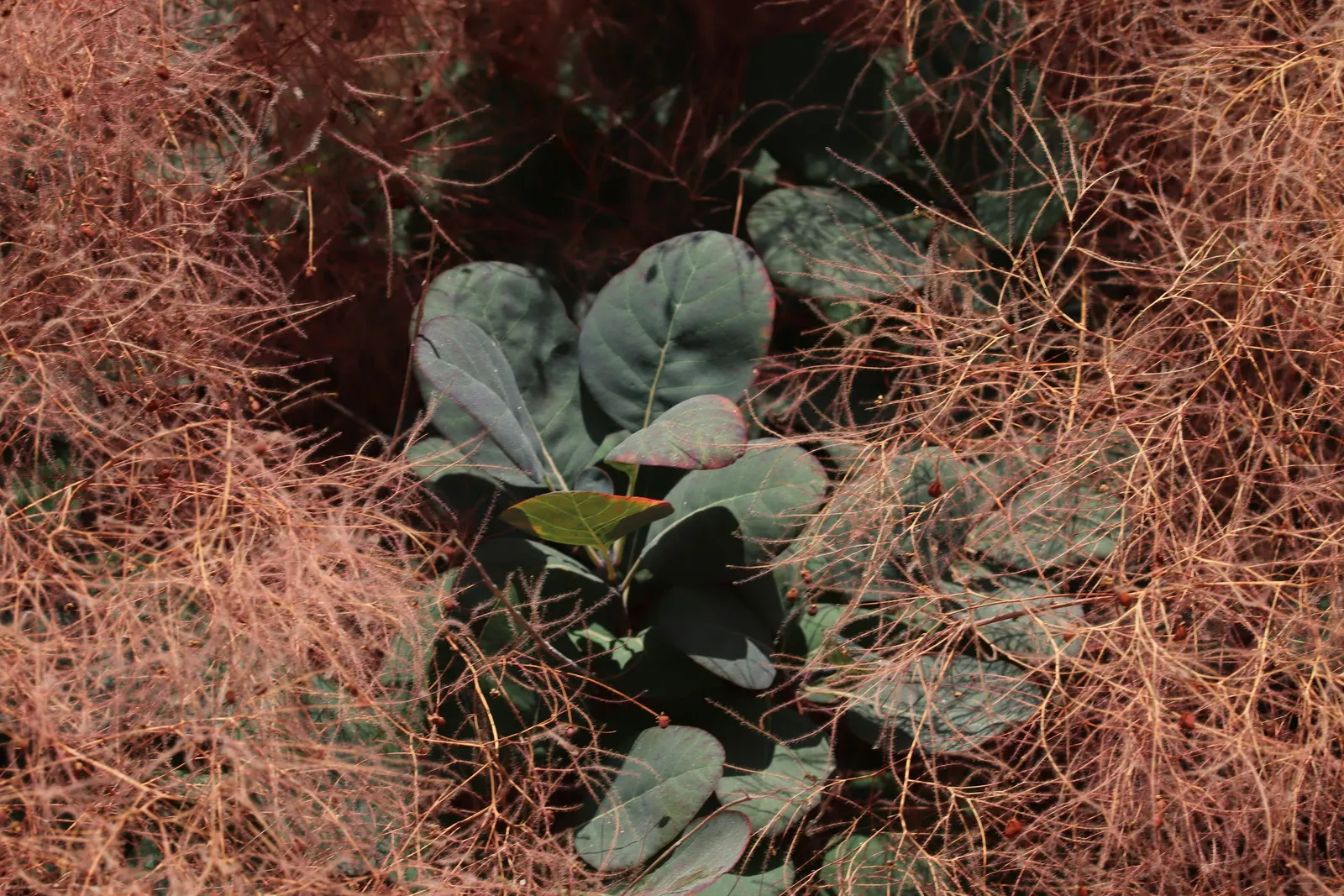 Smoke Bush (Cotinus Coggygria) — turning to green or blue-green before concluding with a fiery display of orange; while it grows best in USDA, image 118