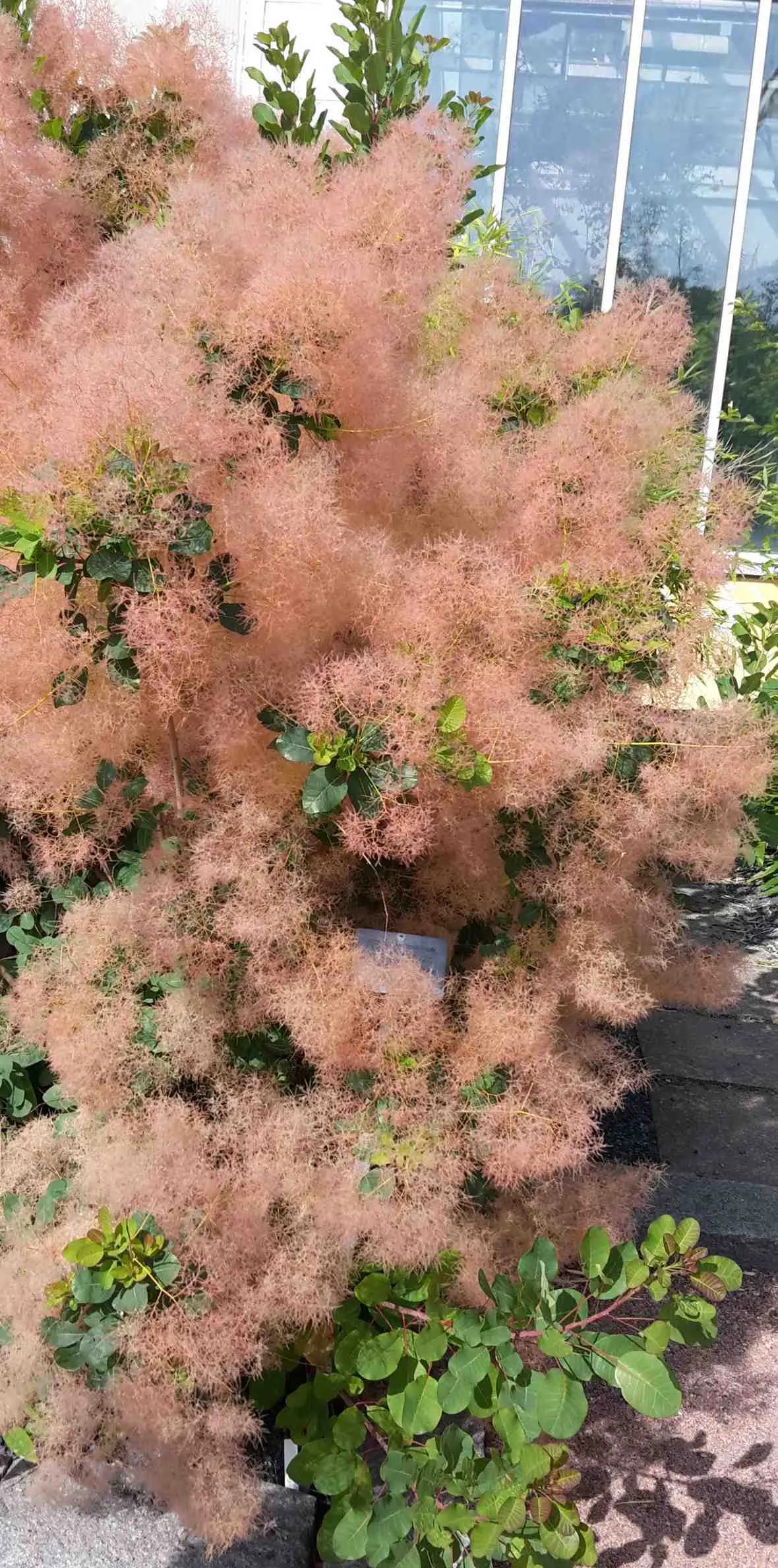 Smoke Bush (Cotinus Coggygria) — is an ornamental deciduous shrub that provides a remarkable visual interest with its unique; spectacular autumn, image 61