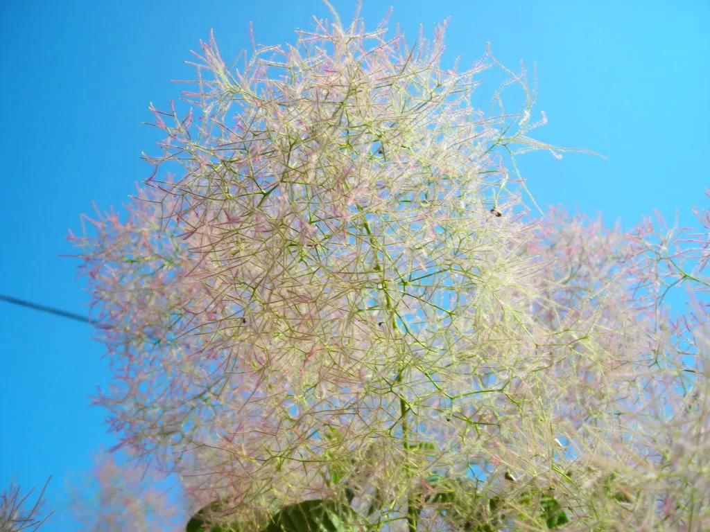 Smoke Bush (Cotinus Coggygria) — cloud-like plumes and vibrant foliage; or purplish-red in the fall, image 114