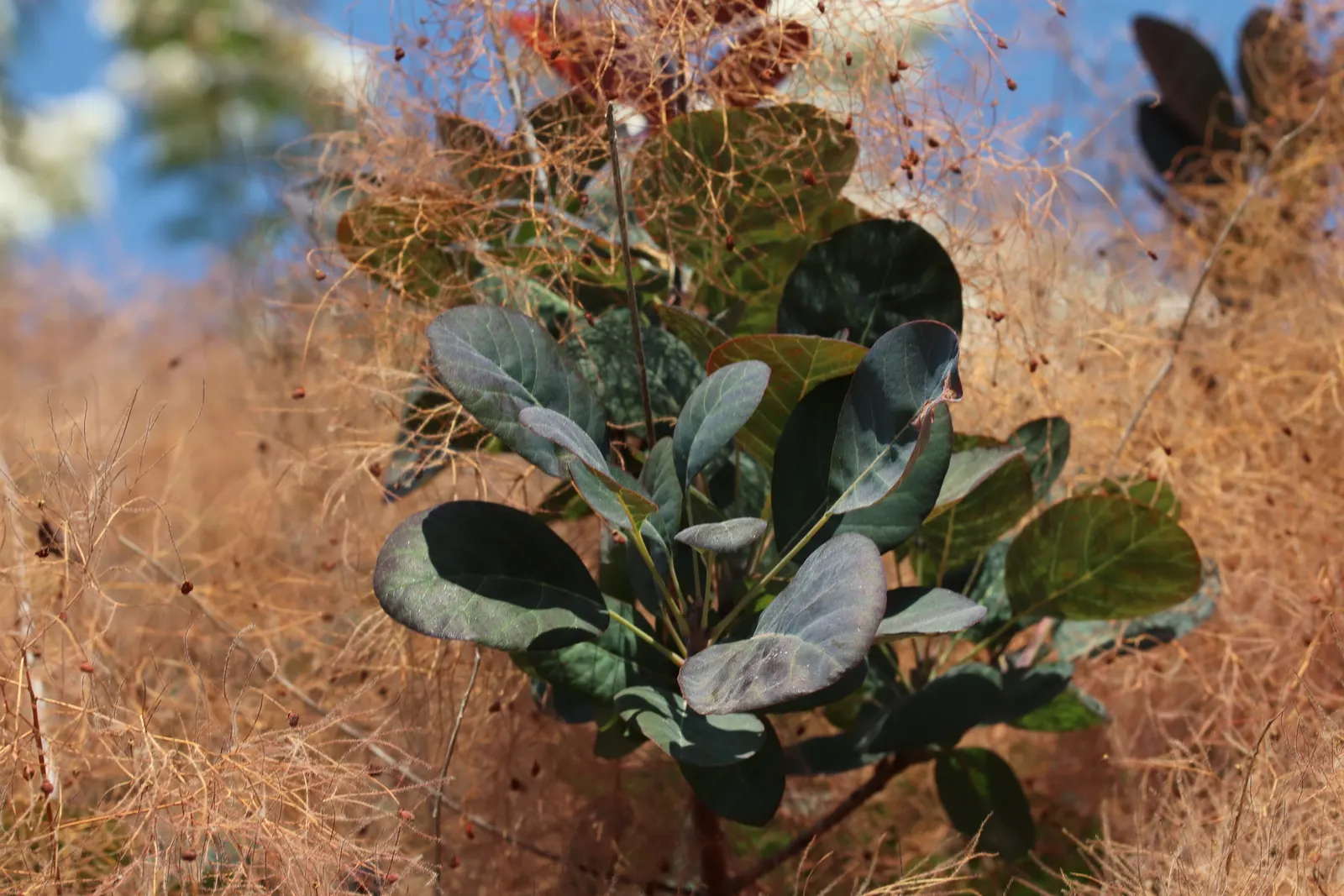 Smoke Bush (Cotinus Coggygria) — it is quite drought-tolerant once established; making it an excellent choice for varied climates, image 96