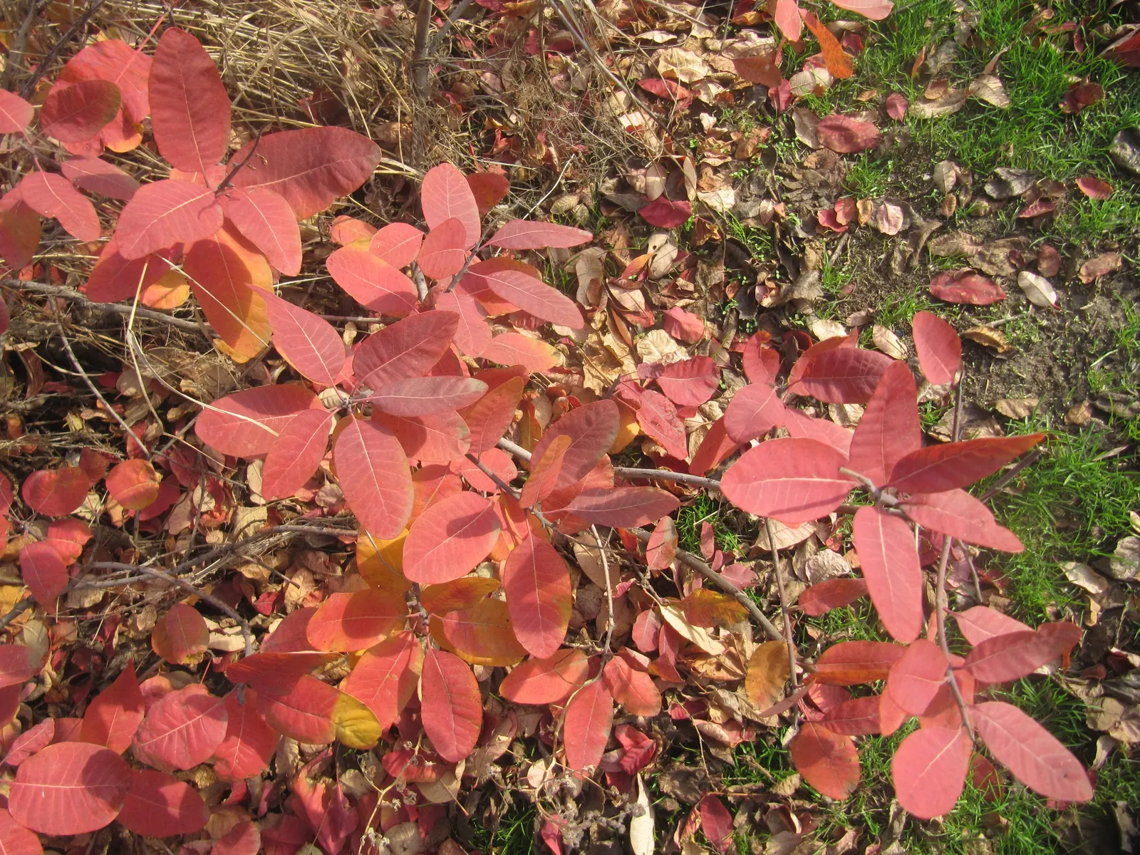 Smoke Bush (Cotinus Coggygria) — Typically growing to heights of 10 to 15 feet with a similar spread; or as part of a mixed border