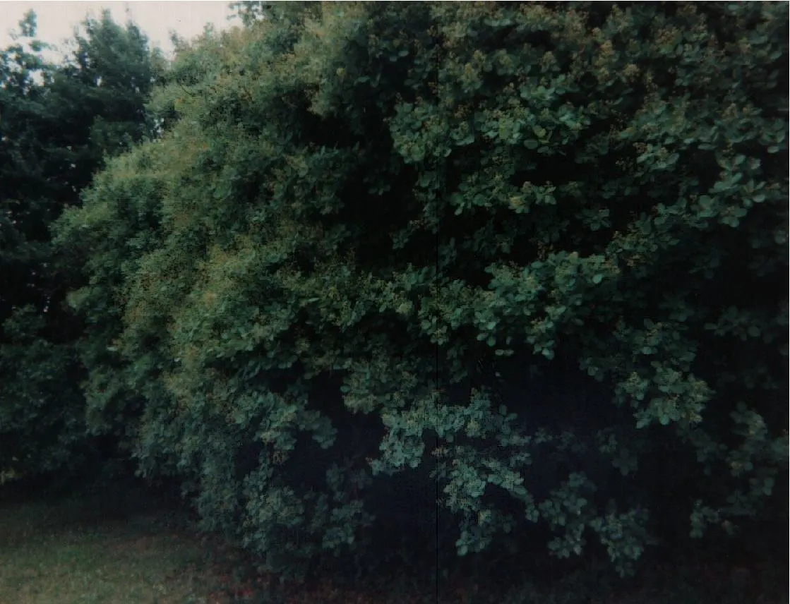 Smoke Bush (Cotinus Coggygria) — though well-drained soil is ideal; it creates a stunning focal point, image 68