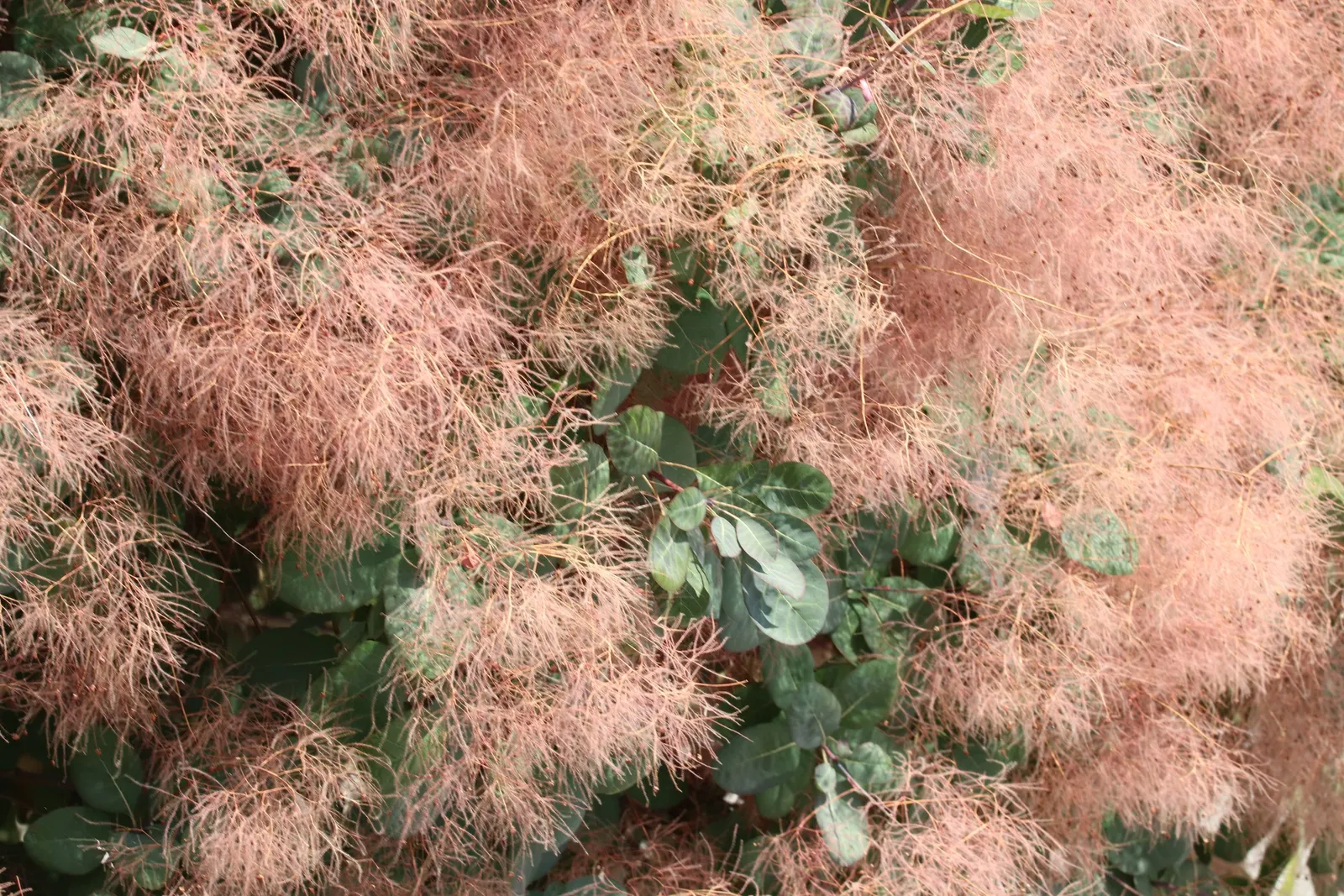 Smoke Bush (Cotinus Coggygria) — Cotinus coggygria offers dynamic versatility and captivating beauty for any garden space; is a deciduous shrub, image 75