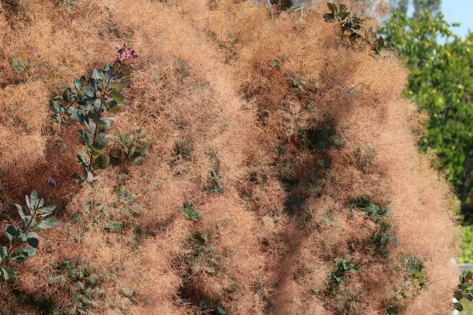 Smoke Bush (Cotinus Coggygria) — it is quite drought-tolerant once established; making it an excellent choice for varied climates, image 148