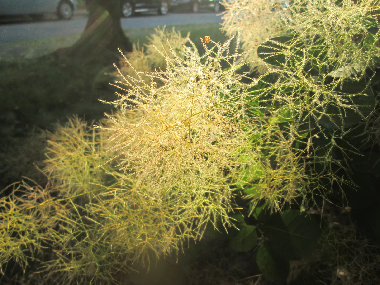 Smoke Bush (Cotinus Coggygria) — the leaves of the Cotinus coggygria emerge in a rich purple or reddish hue; cloud-like plumes and vibrant foliage, image 143