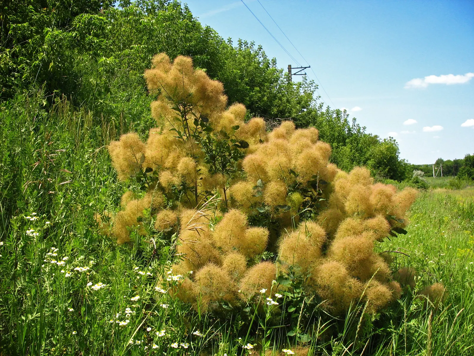 Smoke Bush (Cotinus Coggygria) — Thrives in well-drained soil and full sun to partial shade; the leaves of the Cotinus coggygria emerge in a rich purple or