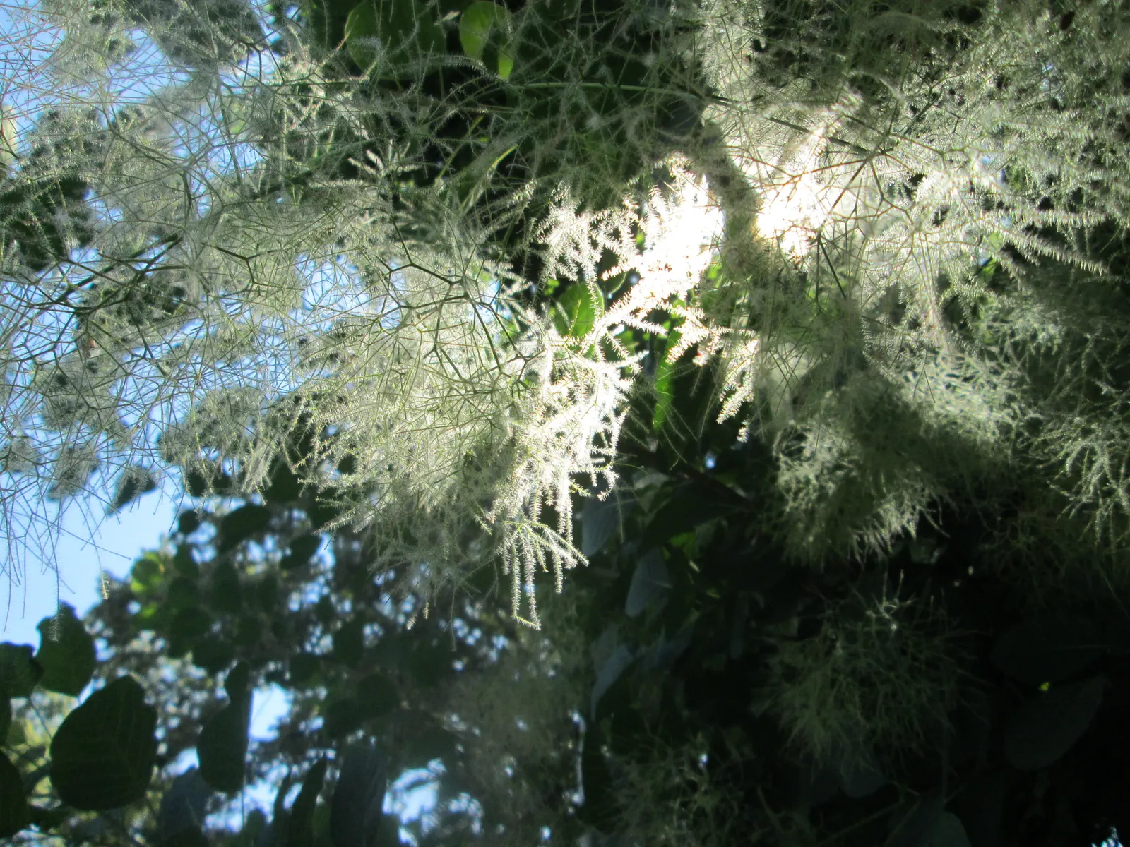 Smoke Bush (Cotinus Coggygria) — cloud-like plumes and vibrant foliage; or purplish-red in the fall, image 140