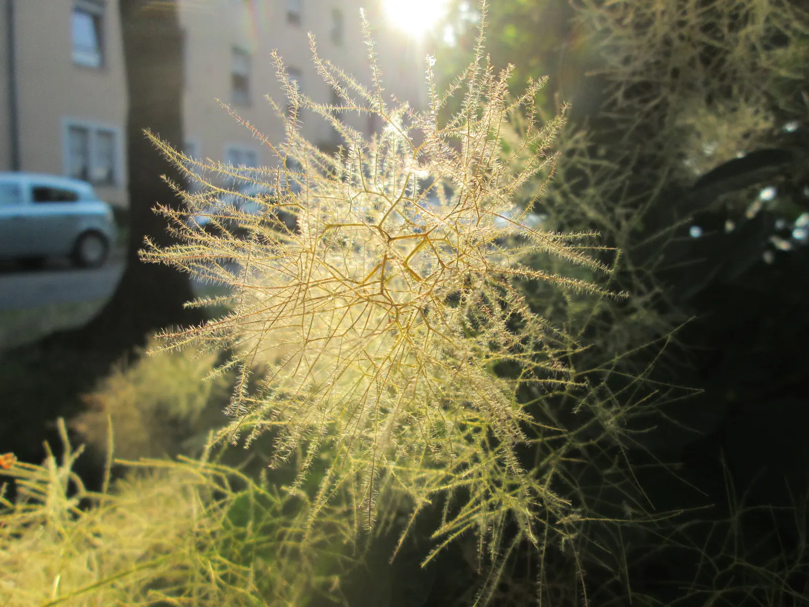 Smoke Bush (Cotinus Coggygria) — shrub / tree for full or half