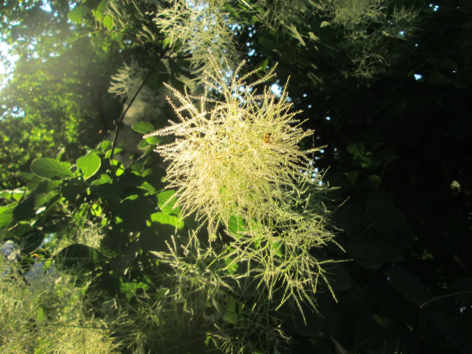 Smoke Bush (Cotinus Coggygria) — as well as to promote vigorous new growth which enhances the foliage color and flower production