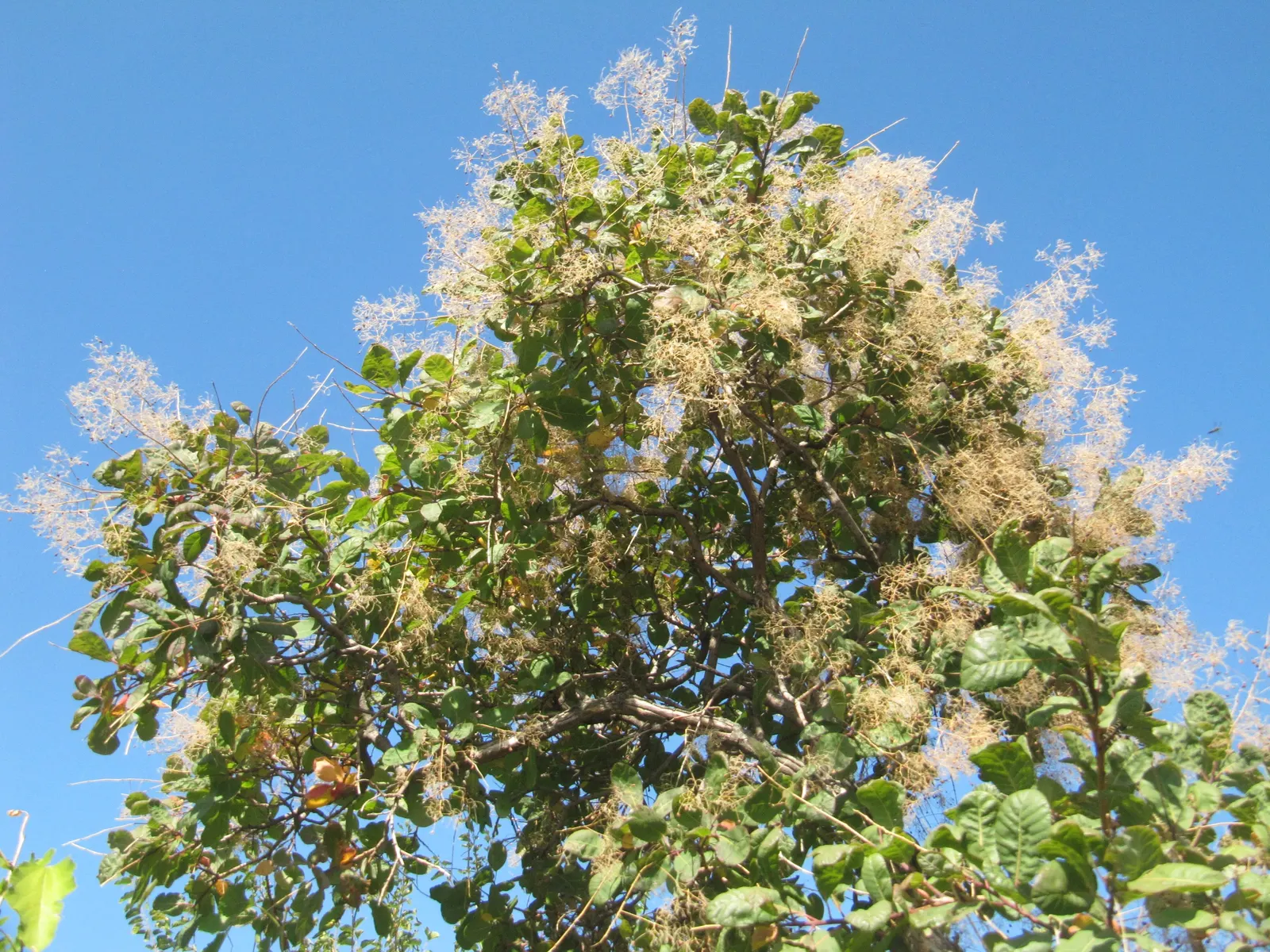 Smoke Bush (Cotinus Coggygria) — These feathery blooms are composed of numerous tiny flowers; reaching 10-15 feet in height and width, image 90
