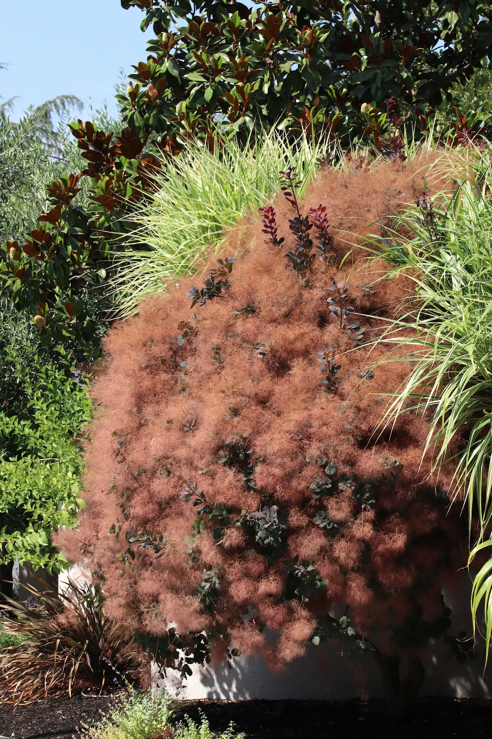 Smoke Bush (Cotinus Coggygria) — making it an excellent choice for varied climates
