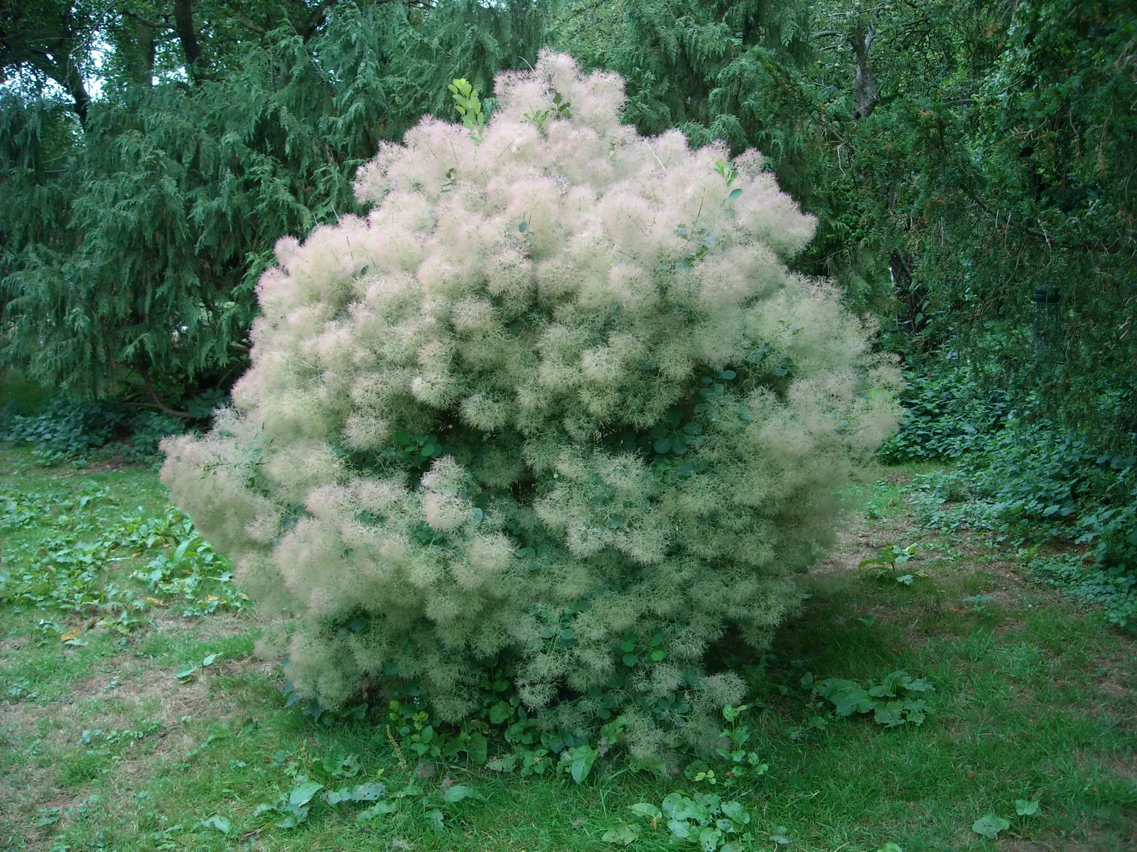 Smoke Bush (Cotinus Coggygria) — it creates a stunning focal point; thrives in well-drained soil and full sun to partial shade, image 109