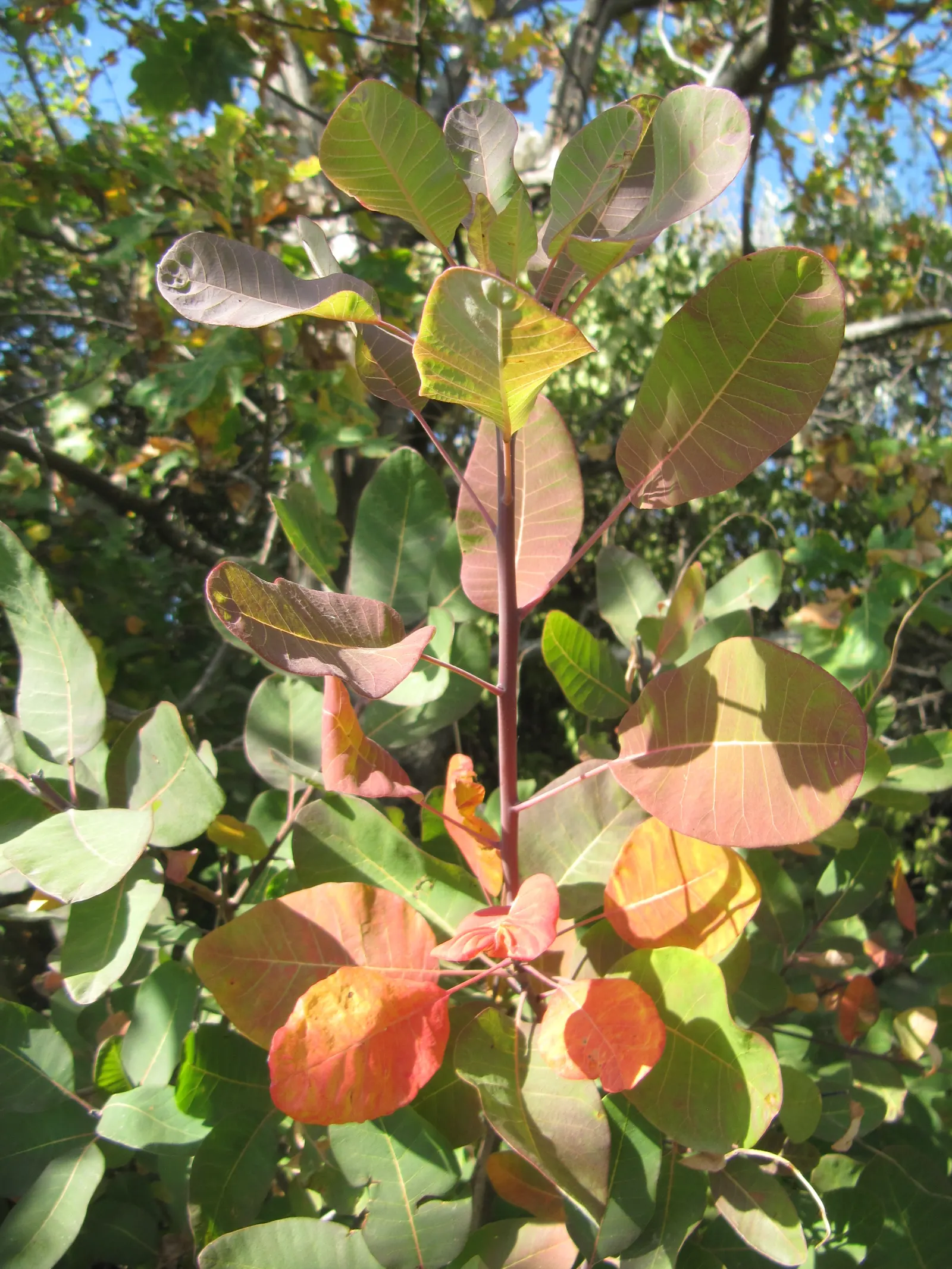 Smoke Bush (Cotinus Coggygria) — While it grows best in USDA hardiness zones 5 through 8; these feathery blooms are composed of numerous tiny, image 69