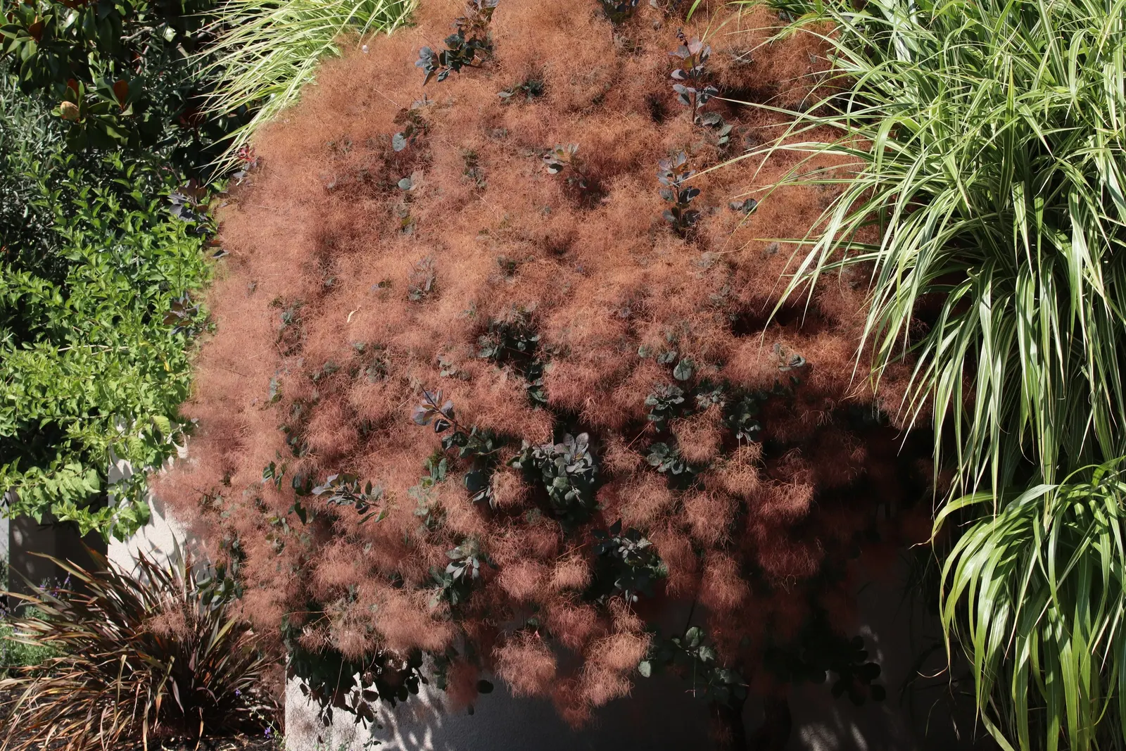 Smoke Bush (Cotinus Coggygria) — is an ornamental deciduous shrub that provides a remarkable visual interest with its unique; spectacular autumn, image 139