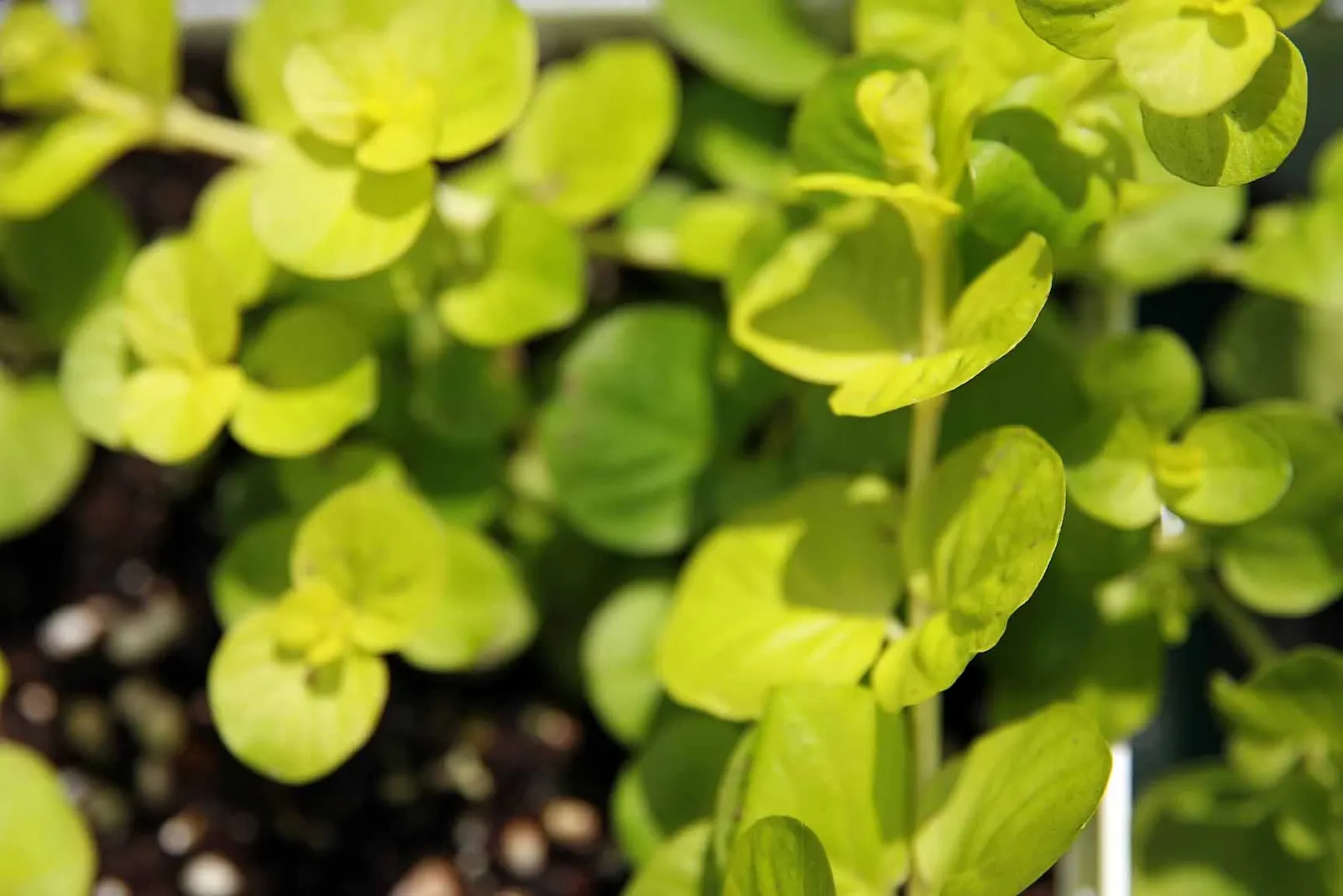 Creeping Jenny (Lysimachia Nummularia 'Goldilocks') — Its small, cup-shaped yellow flowers bloom in early summer, attracting pollinators
