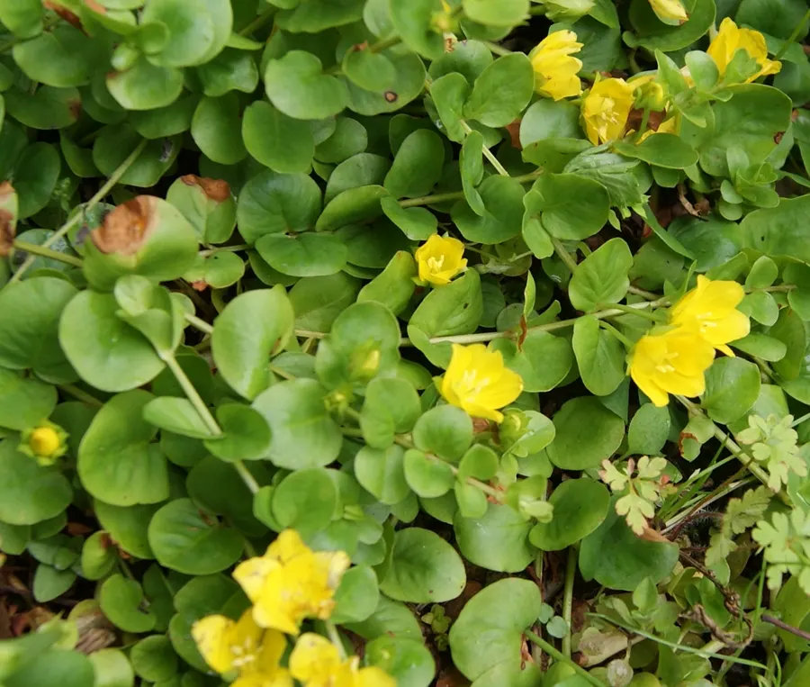 Creeping Jenny (Lysimachia Nummularia 'Goldilocks') — well-drained soil and partial to full shade
