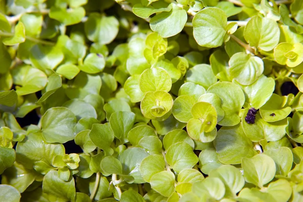 Creeping Jenny (Lysimachia Nummularia 'Goldilocks') — This robust cultivar thrives in USDA hardiness zones 3 through 9