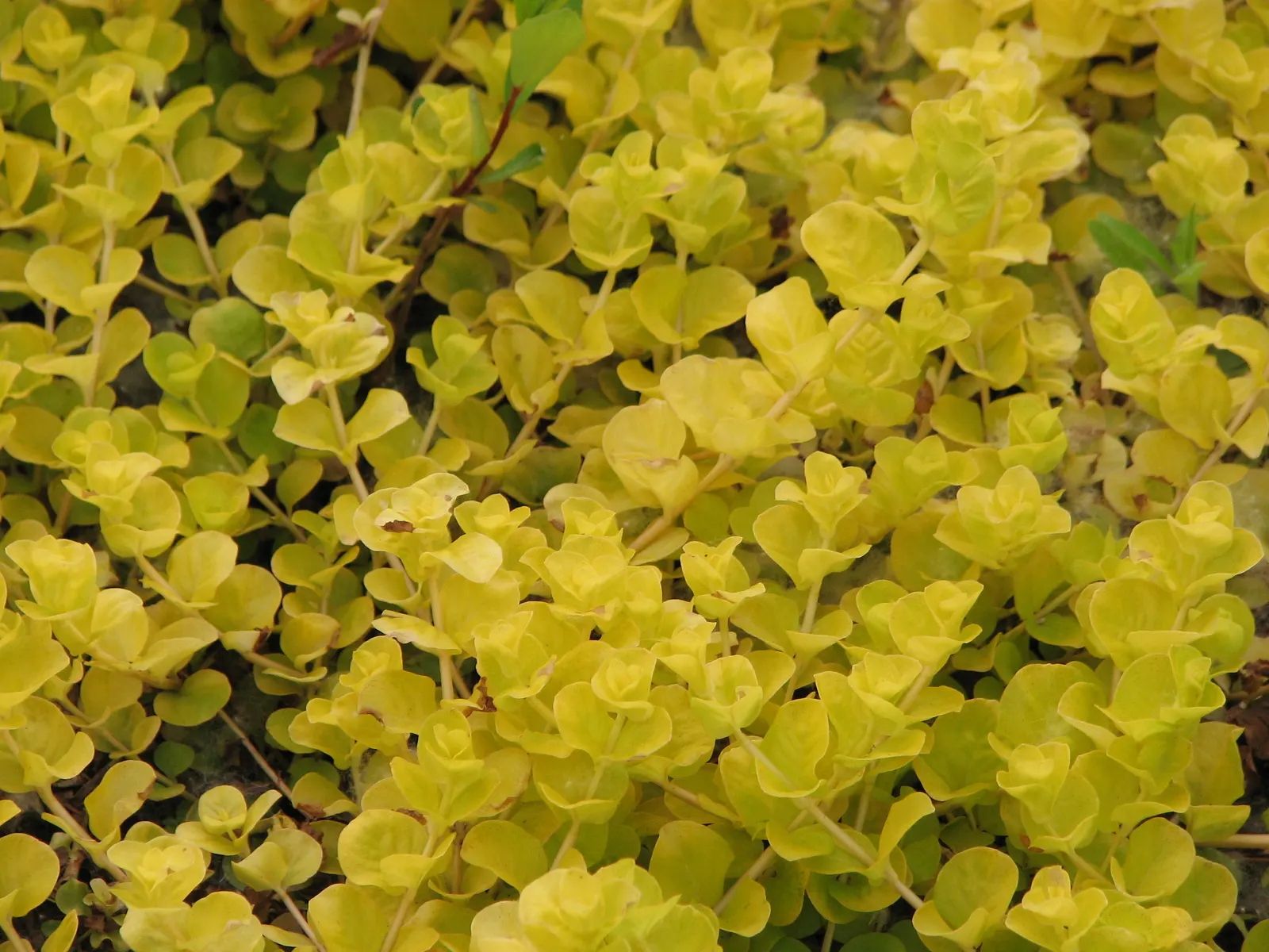 Creeping Jenny (Lysimachia Nummularia 'Goldilocks') — coin-like leaves that span approximately 0.5 to 1 inch in diameter