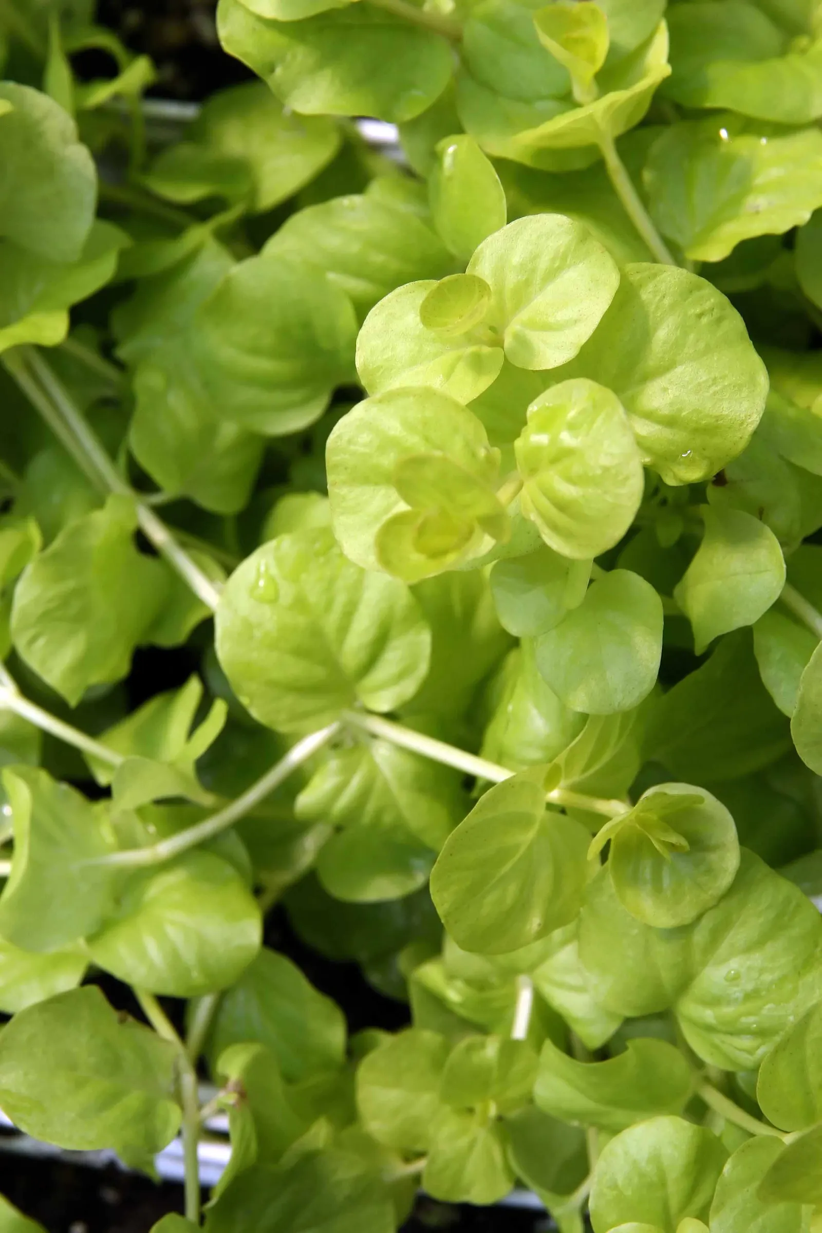Creeping Jenny (Lysimachia Nummularia 'Goldilocks') — featuring golden-yellow foliage