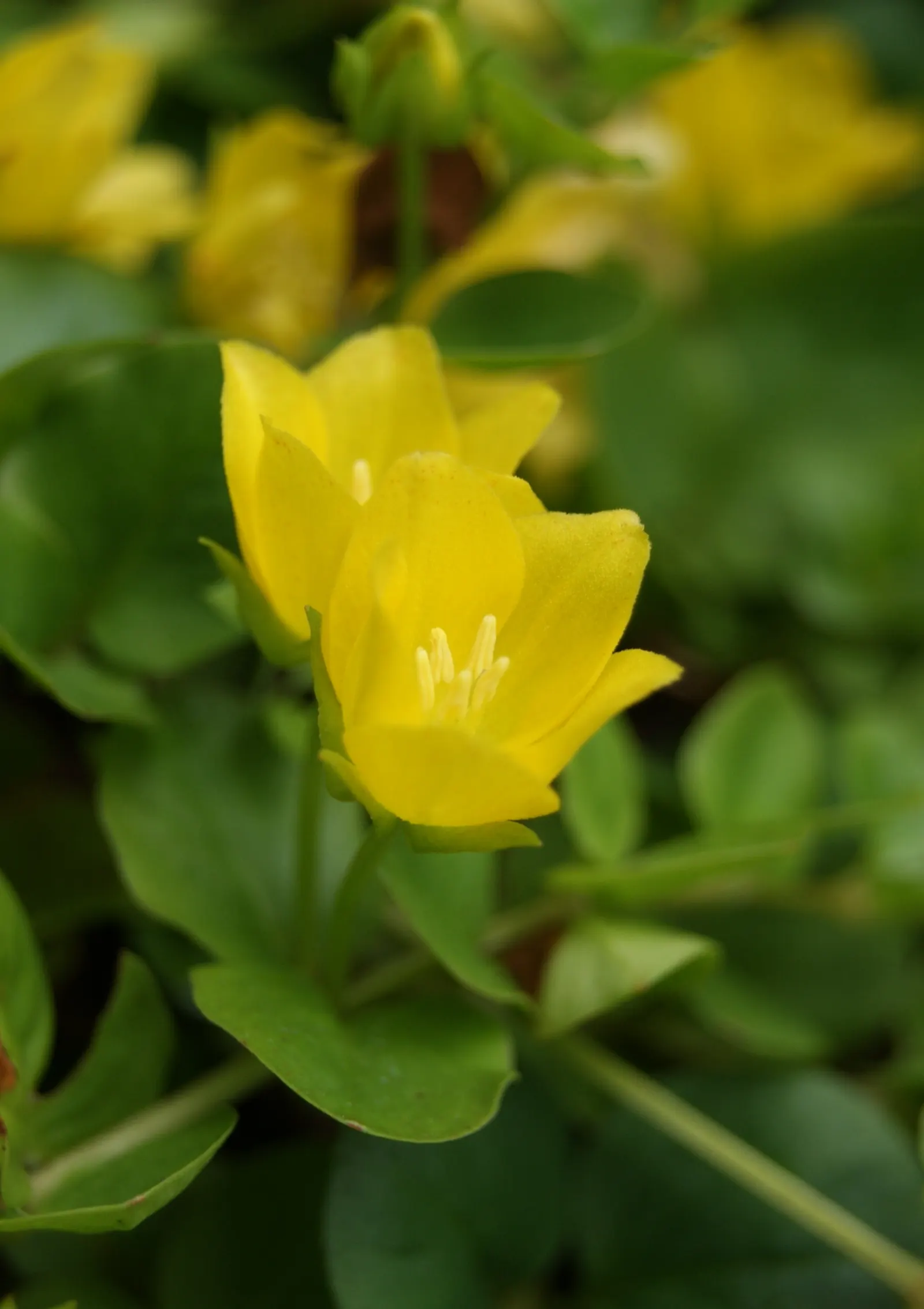 Creeping Jenny (Lysimachia Nummularia 'Goldilocks') — it adds striking color and cascades gracefully in containers or along border edges