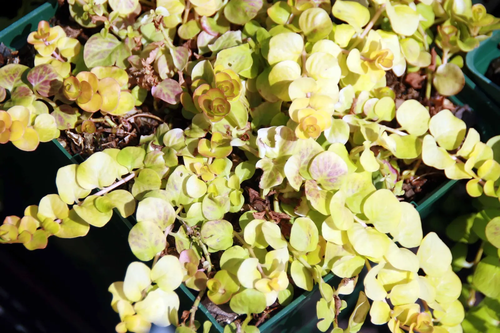 Creeping Jenny (Lysimachia Nummularia 'Goldilocks') — scientifically named Lysimachia nummularia \'Goldilocks\'