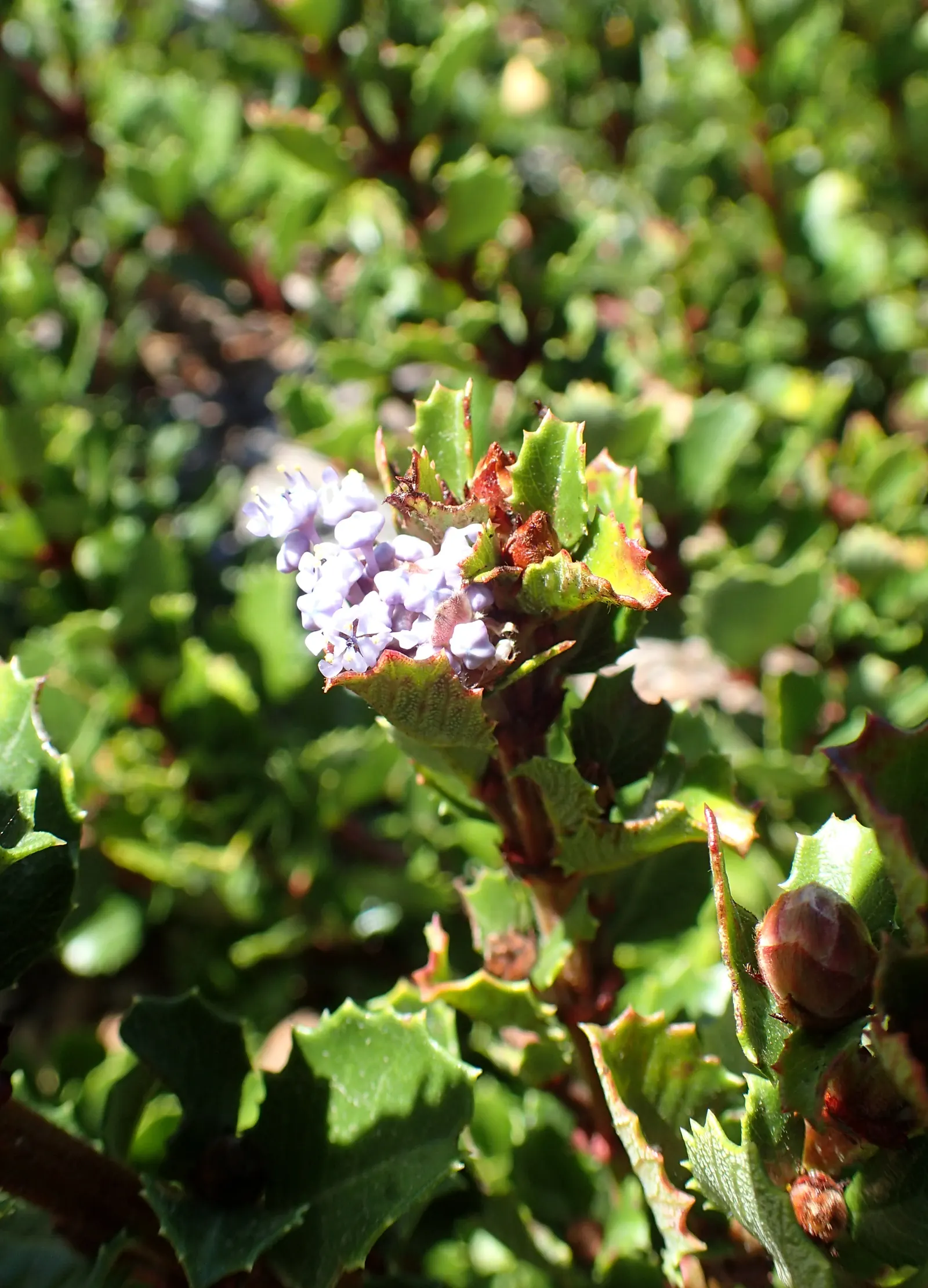 Point Reyes Creeper (Ceanothus Gloriosus) — typically reaching a height of only 1 to 2 feet with a spread of 6 to 10 feet