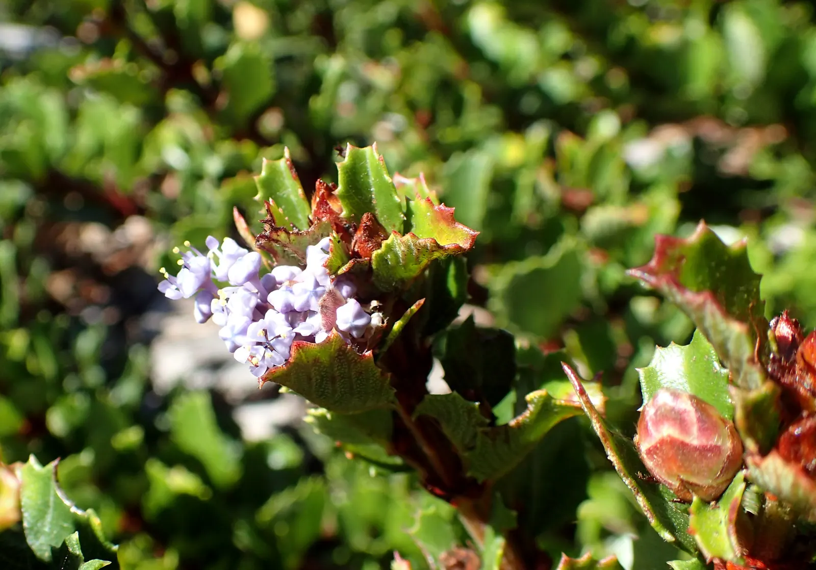 Point Reyes Creeper (Ceanothus Gloriosus) — which are about 1 to 2 inches long