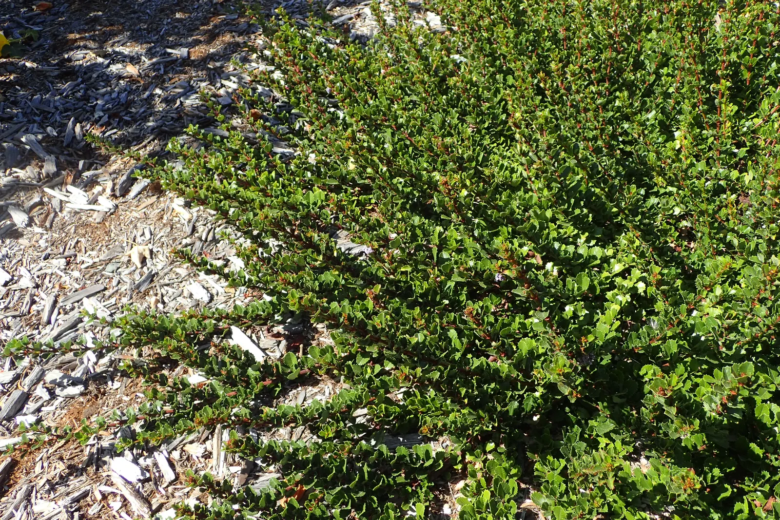 Point Reyes Creeper (Ceanothus Gloriosus) — adding a lush texture to the landscape