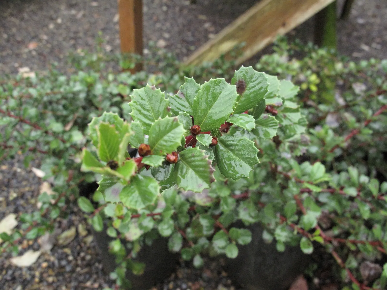 Point Reyes Creeper (Ceanothus Gloriosus) — this hardy plant boasts a prostrate growth habit
