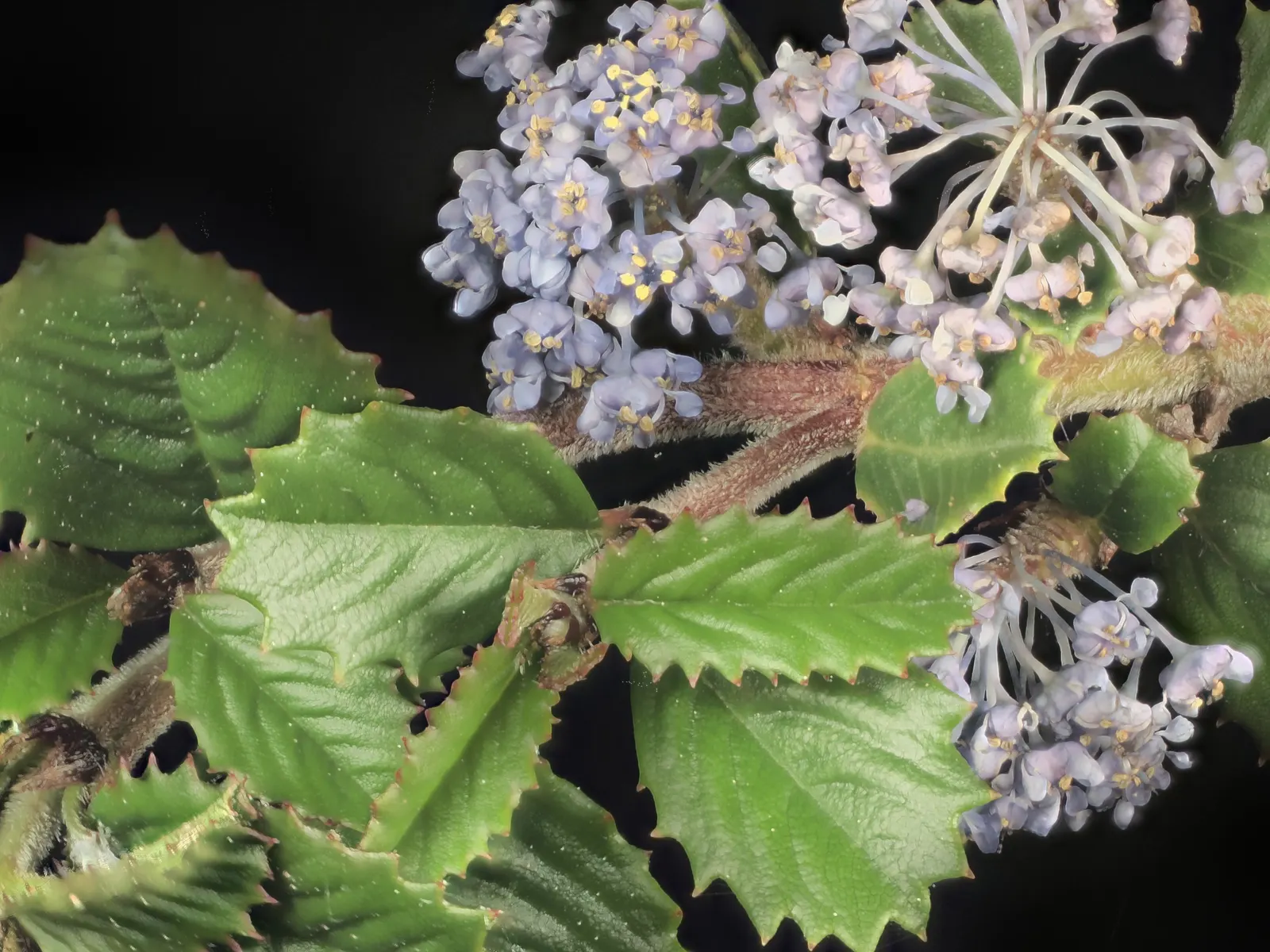 Point Reyes Creeper (Ceanothus Gloriosus) — is an evergreen shrub native to the coastal regions of California