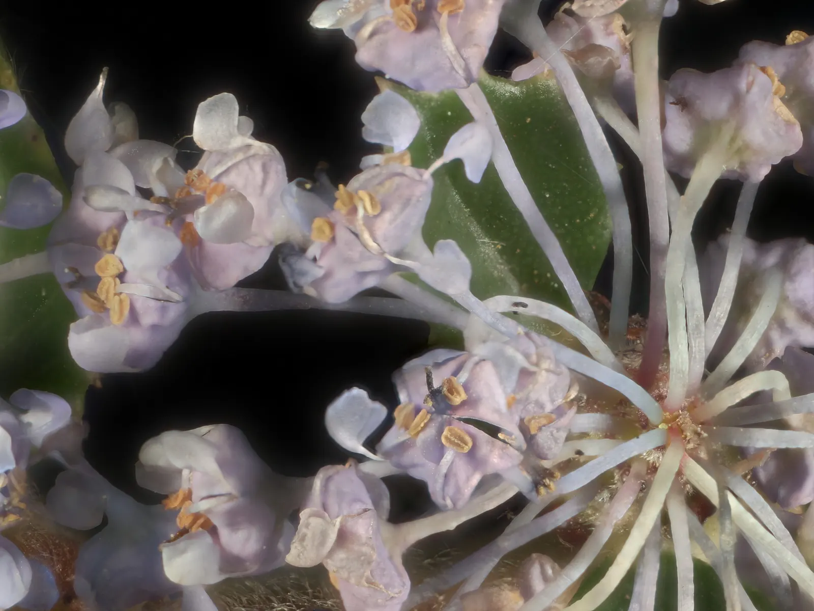 Point Reyes Creeper (Ceanothus Gloriosus) — scientifically known as Ceanothus gloriosus