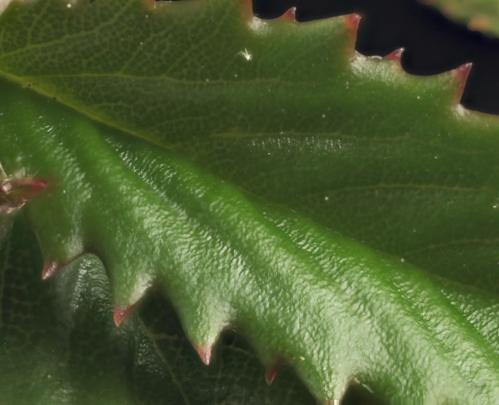 Point Reyes Creeper (Ceanothus Gloriosus) — Renowned for its ornamental qualities