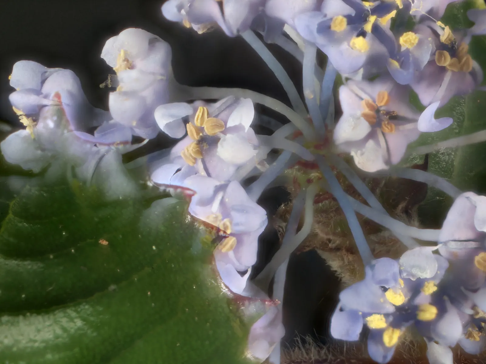 Point Reyes Creeper (Ceanothus Gloriosus) — and thrives in full sun to partial shade in well-drained soils