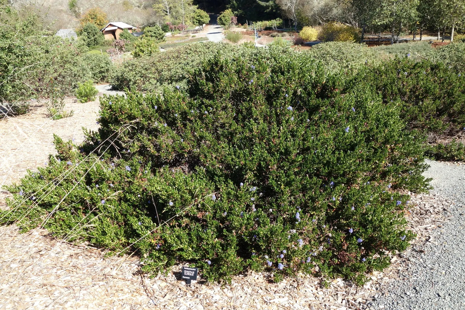 Point Reyes Creeper (Ceanothus Gloriosus) — This low-maintenance plant is drought-tolerant once established