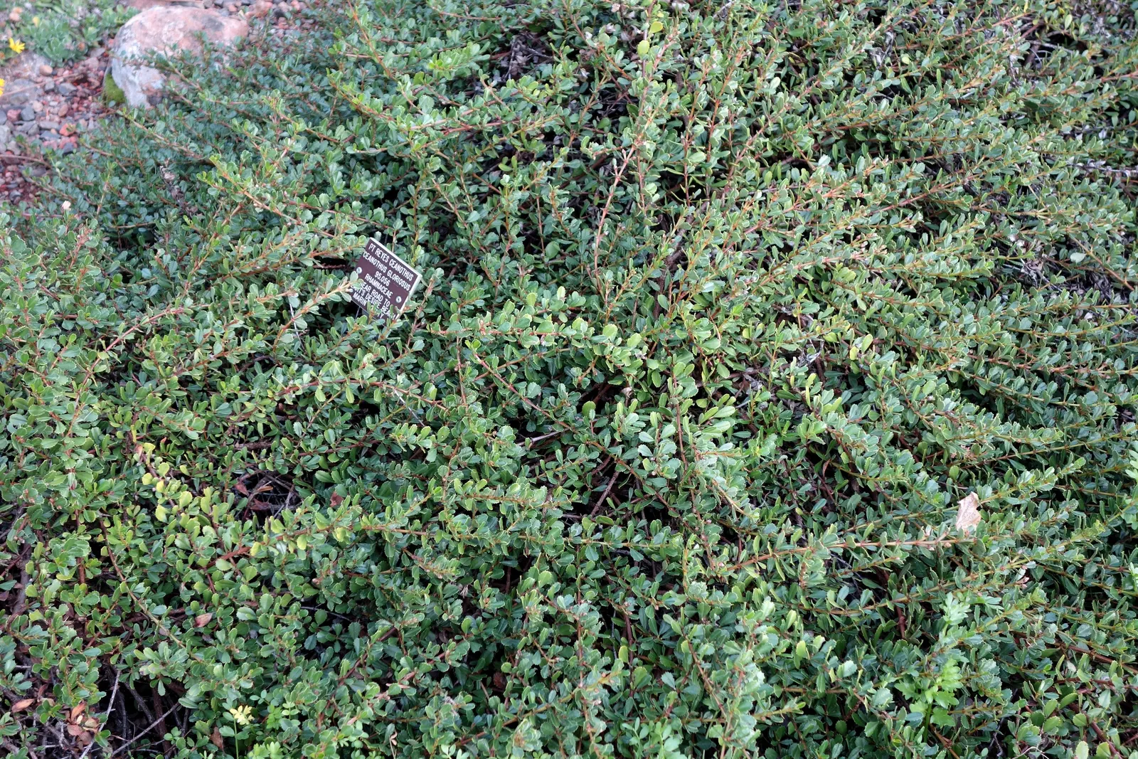 Point Reyes Creeper (Ceanothus Gloriosus) — In spring, it produces vibrant blue flowers that attract pollinators