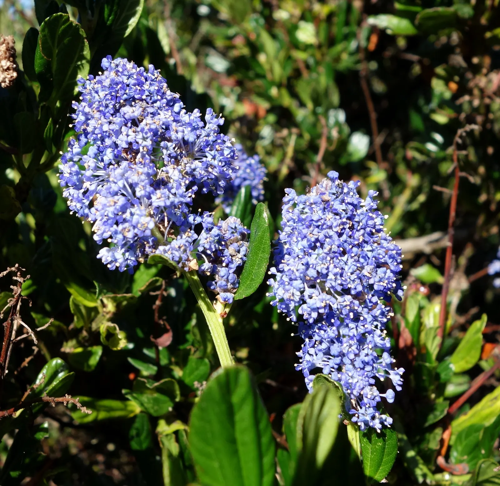 Point Reyes Creeper (Ceanothus Gloriosus) — It typically grows 2-3 feet high and spreads 6-12 feet wide, boasting glossy green leaves