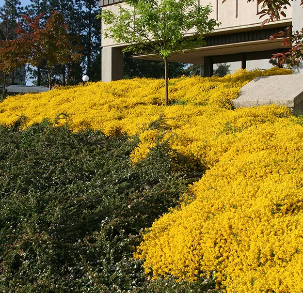 Point Reyes Creeper (Ceanothus Gloriosus) — ideal for erosion control on slopes