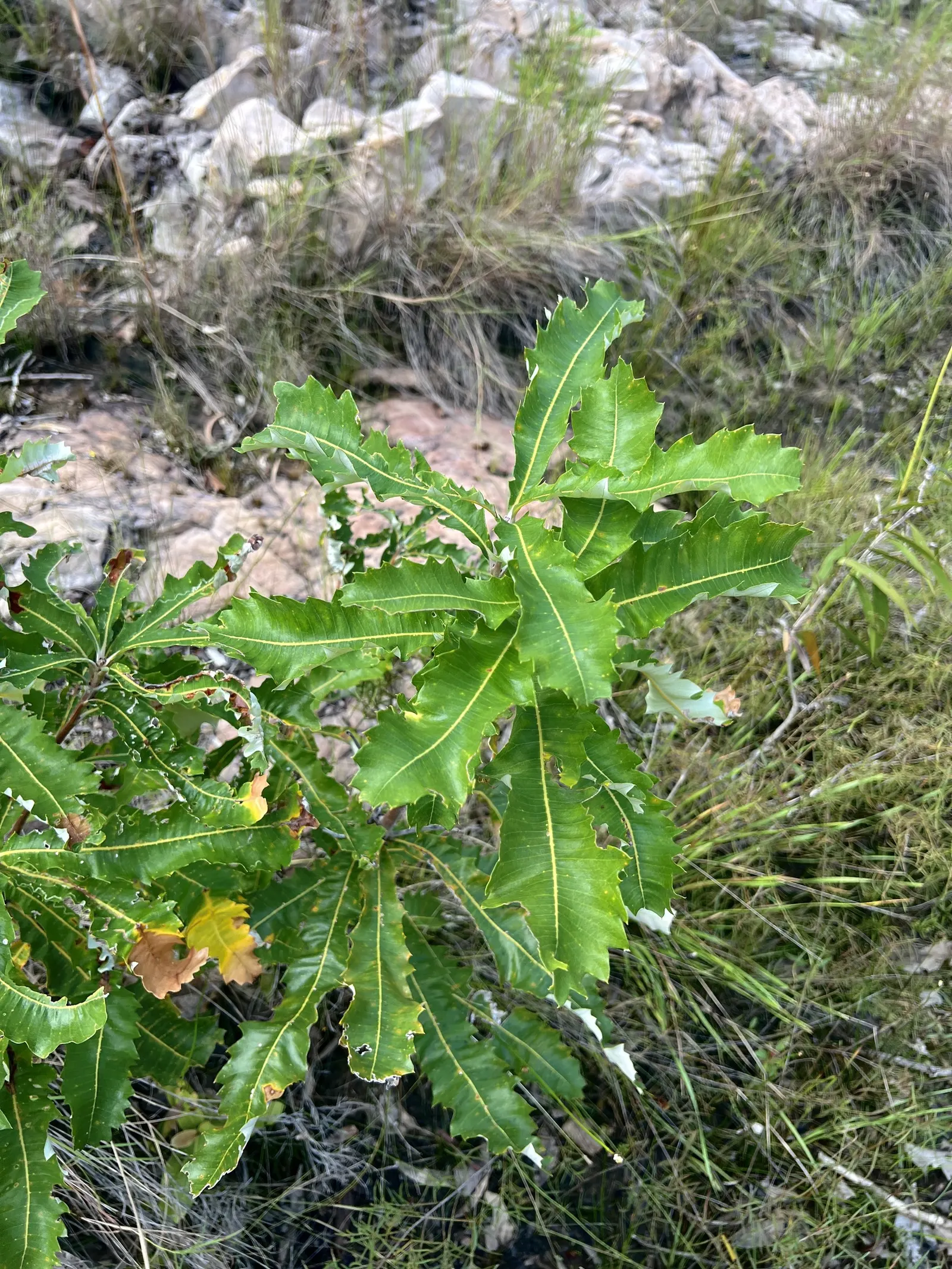 Banksia (Banksia Cvs.) — showcasing a remarkable resilience to poor soil conditions; banksias demand minimal maintenance and offer year-round, image 87