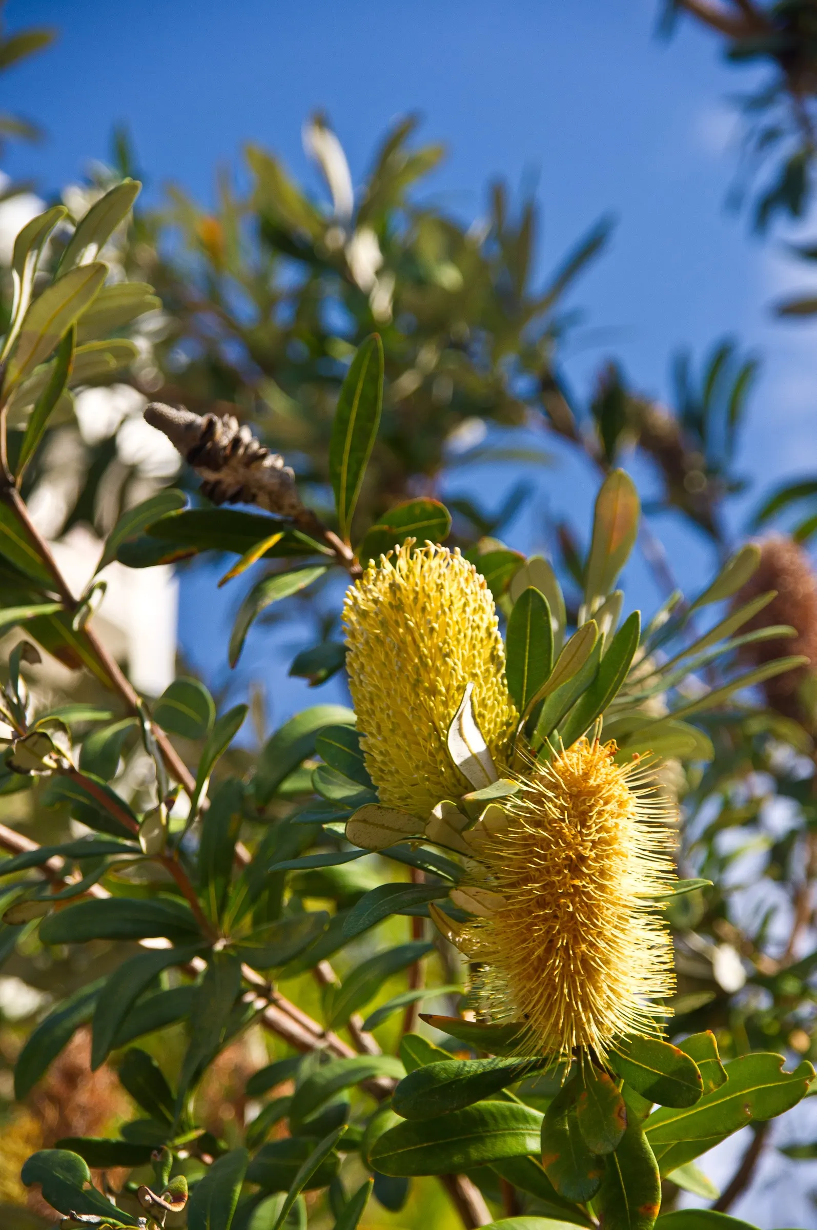 Banksia (Banksia Cvs.) — decreasing as the plant establishes; showcasing a remarkable resilience to poor soil conditions, image 95